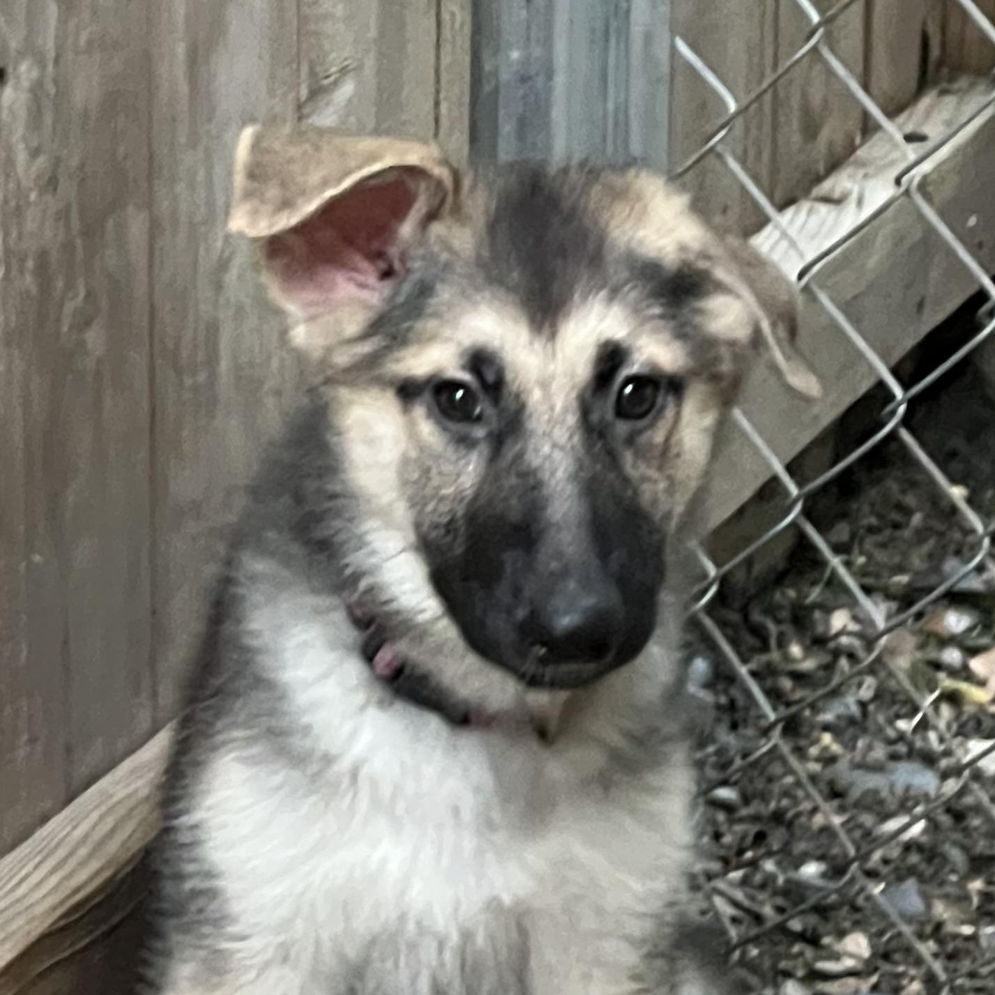 Taylor, a Adoptable German Shepherd Dog in Bellaire, TX image 2/6