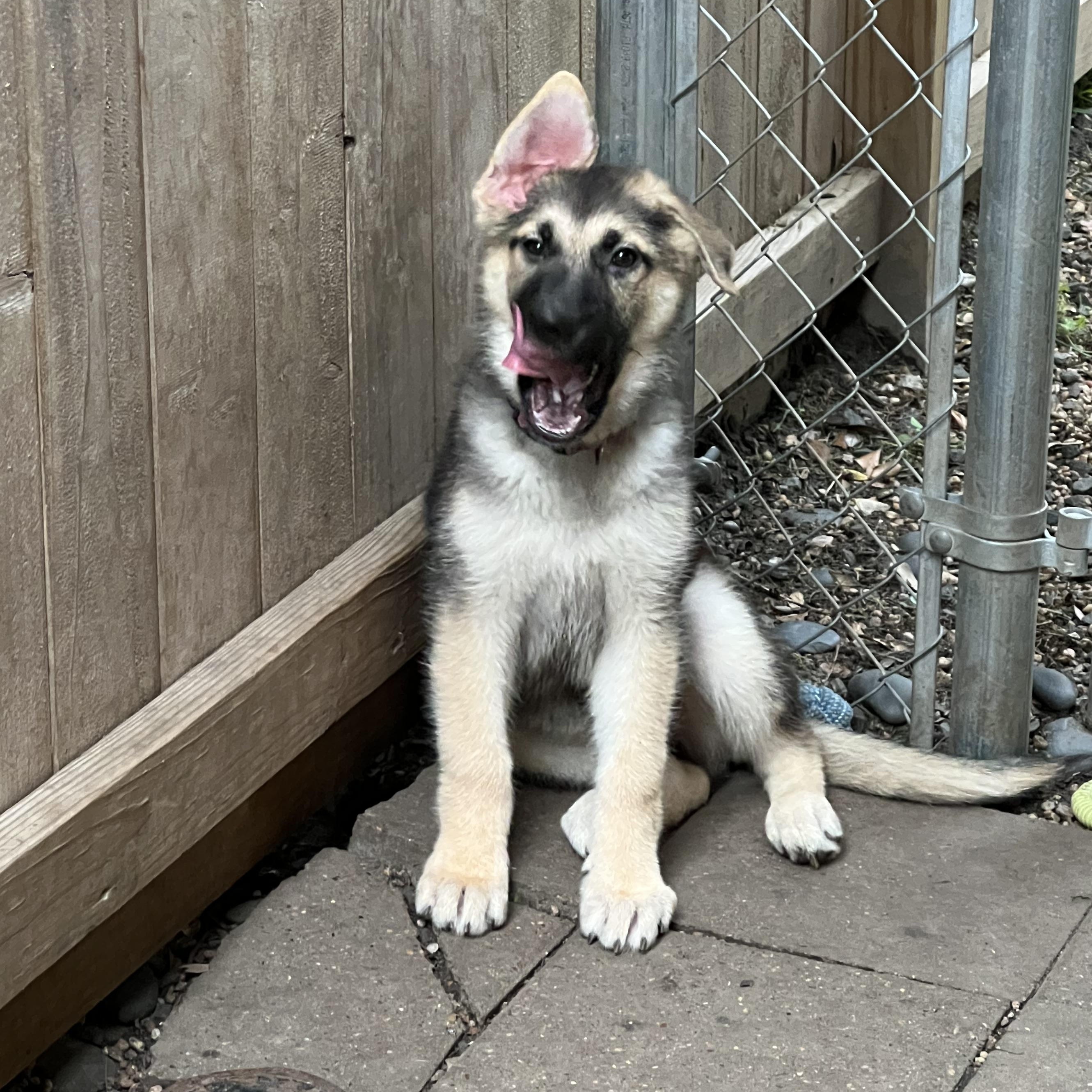 Taylor, a Adoptable German Shepherd Dog in Bellaire, TX image 3/6