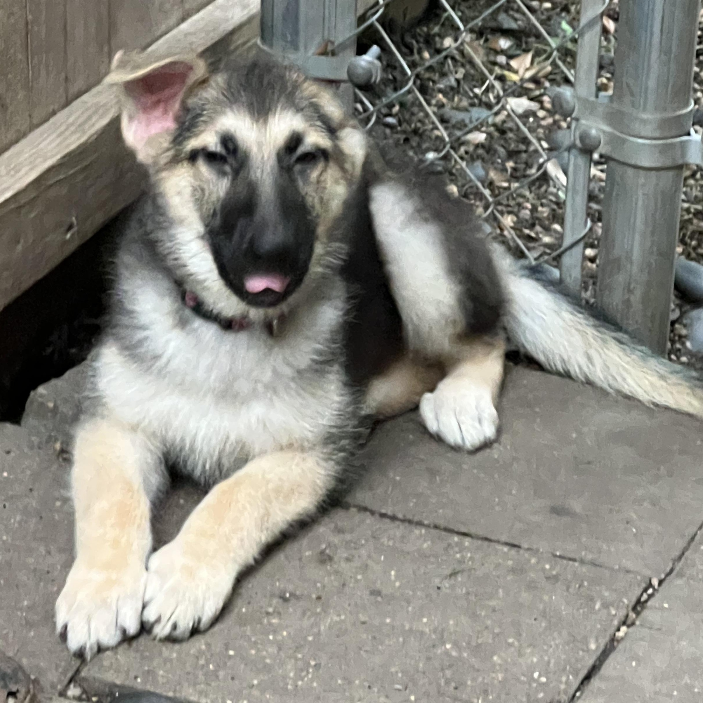 Taylor, a Adoptable German Shepherd Dog in Bellaire, TX image 4/6