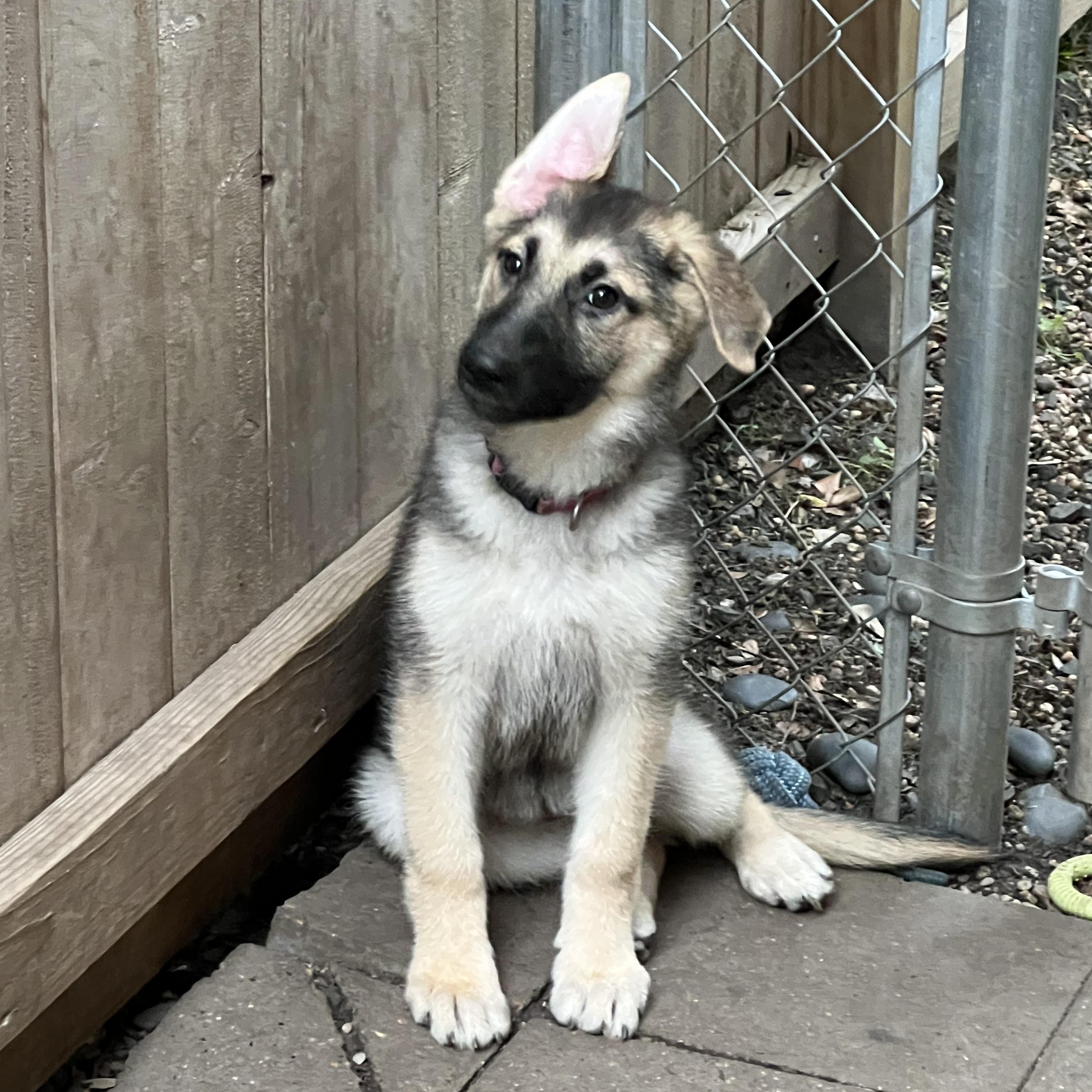 Taylor, Adoptable, Puppy Female German Shepherd Dog.