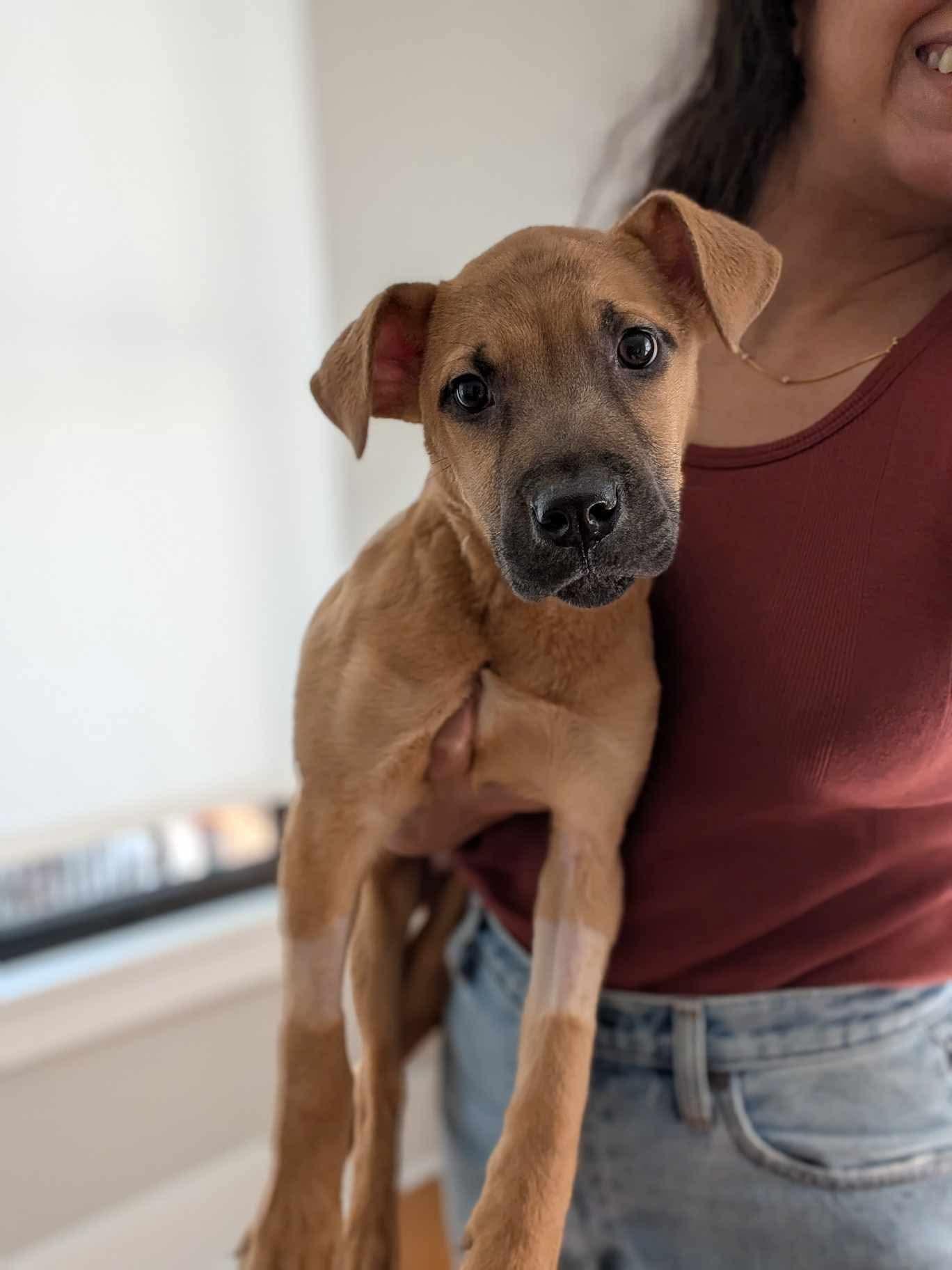 Enlarge Jake, a ADOPTABLE Mixed Breed in Wando, SC image 2/2