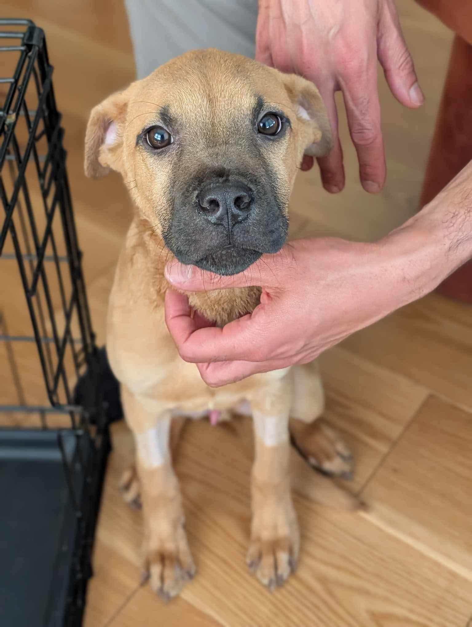 Jake, ADOPTABLE, Puppy Male Mixed Breed.