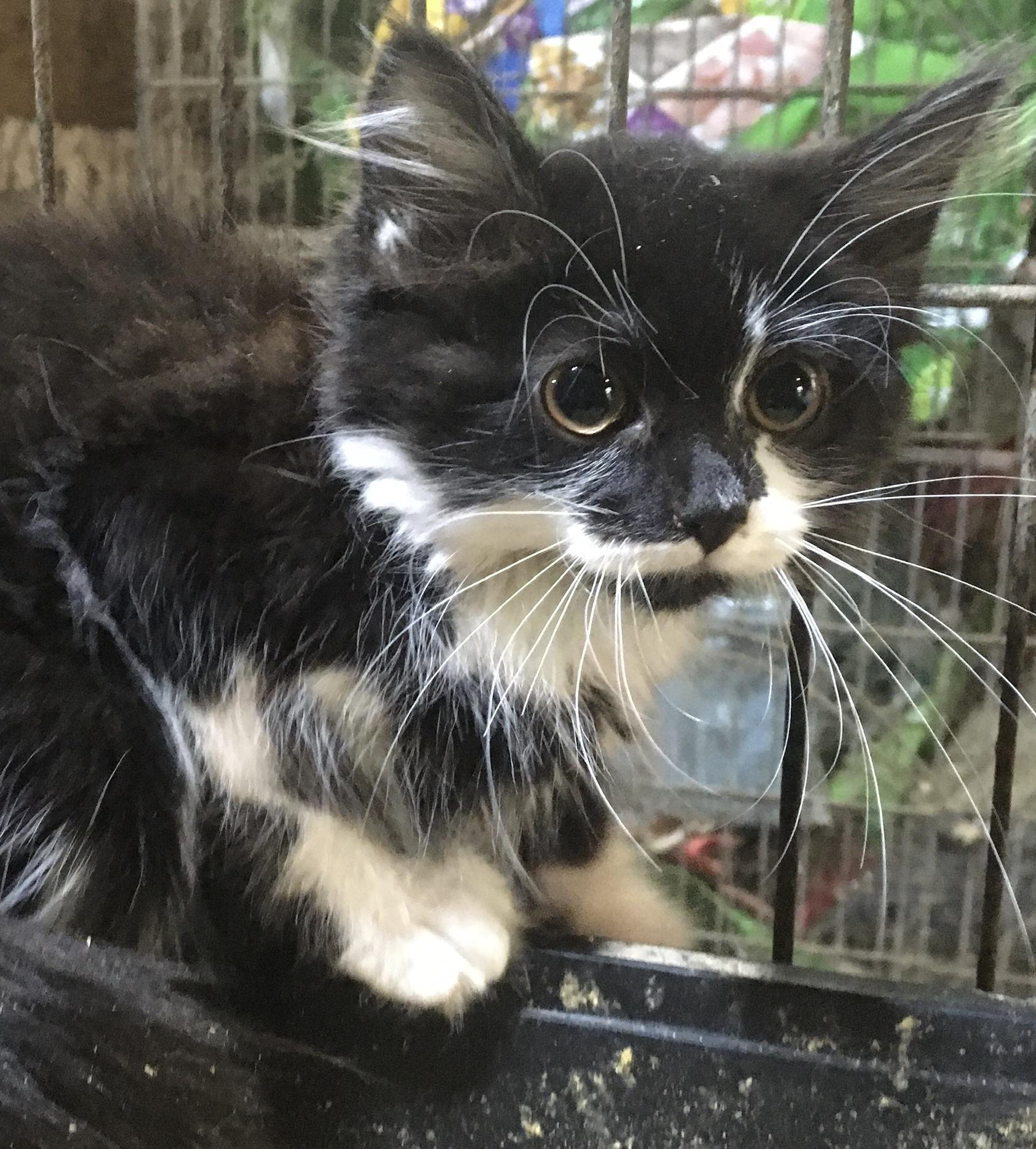 Cobi, adopted, Kitten Female Domestic Long Hair.