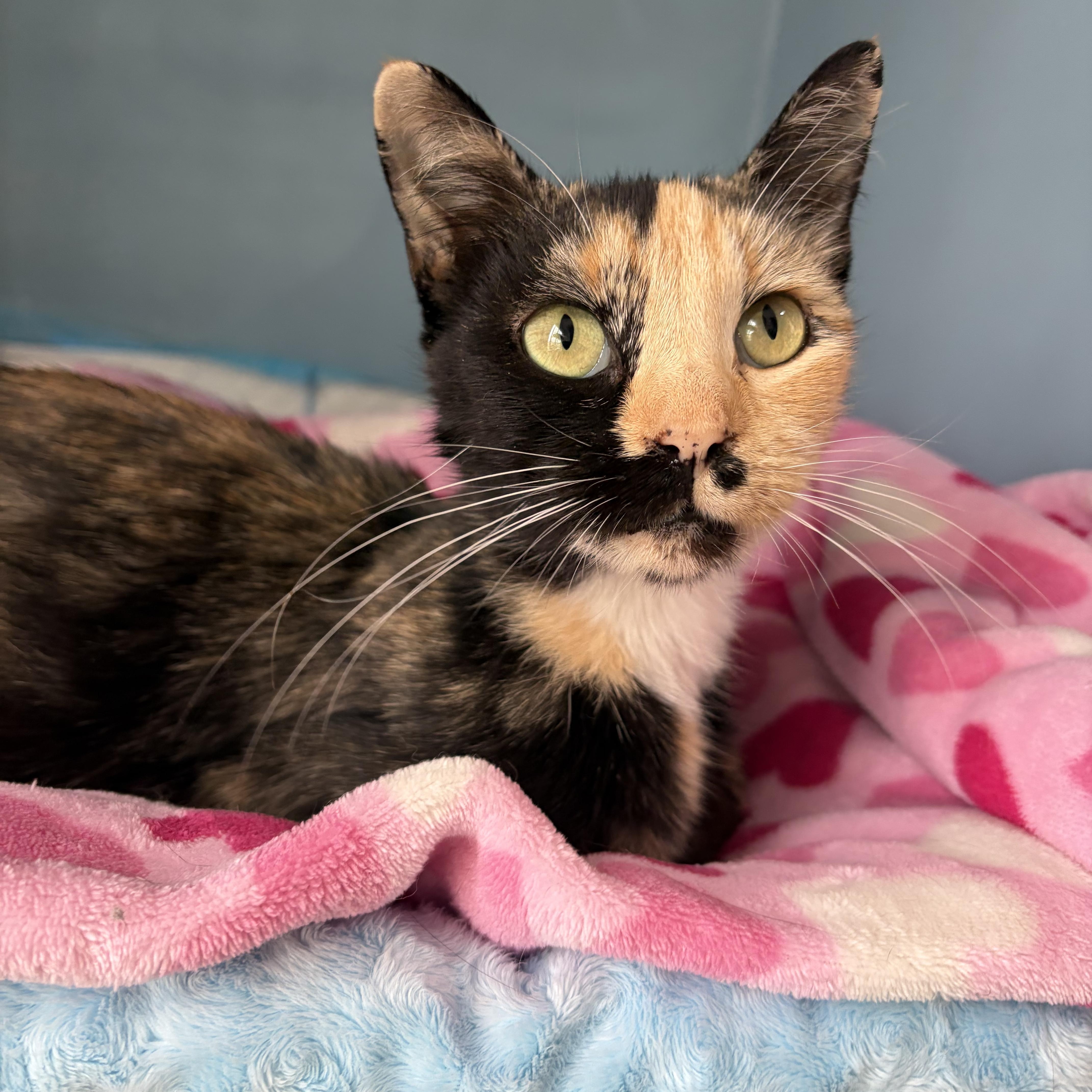 Enlarge Winnie, a Adoptable Tortoiseshell in Wilton, CA image 5/6