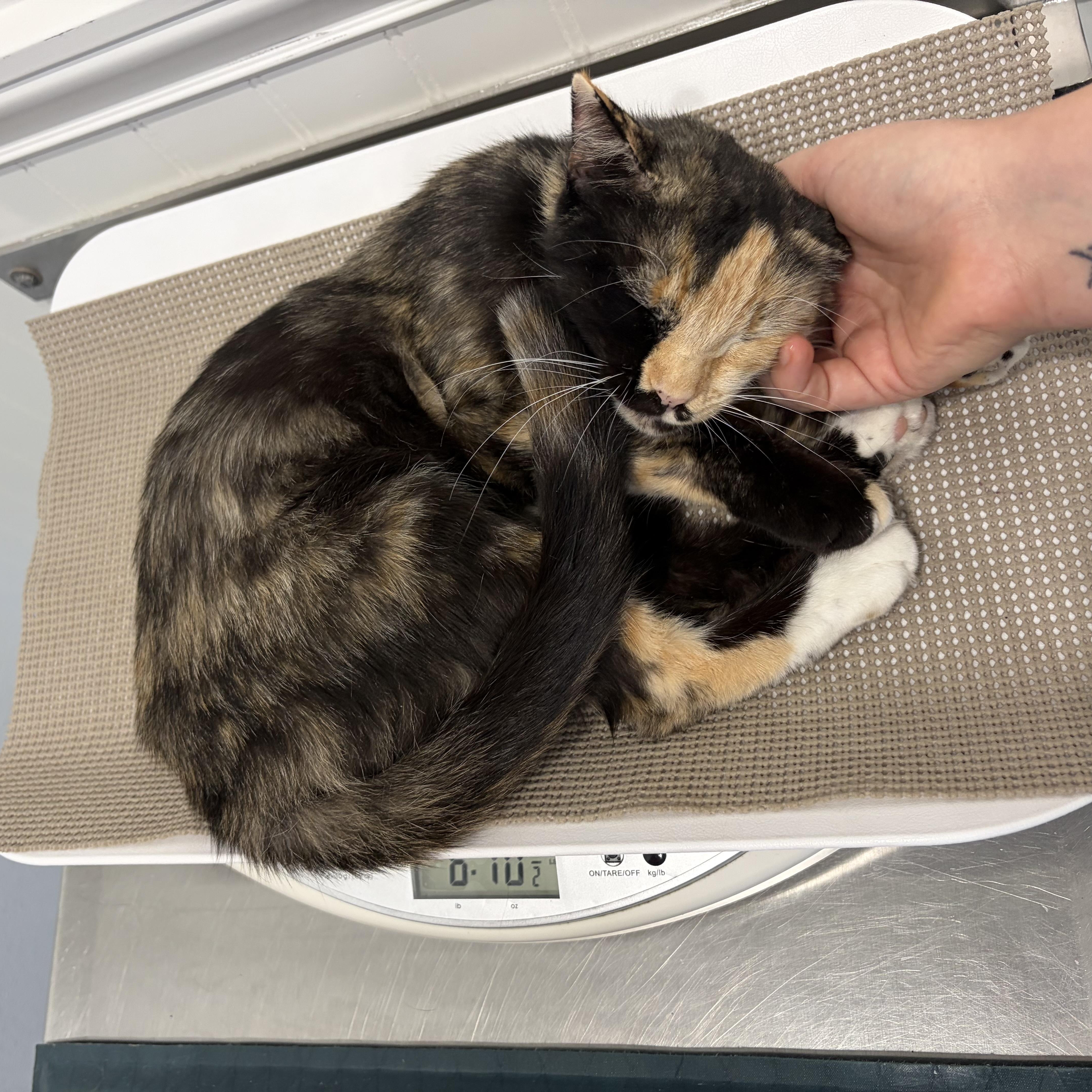 Enlarge Winnie, a Adoptable Tortoiseshell in Wilton, CA image 3/6