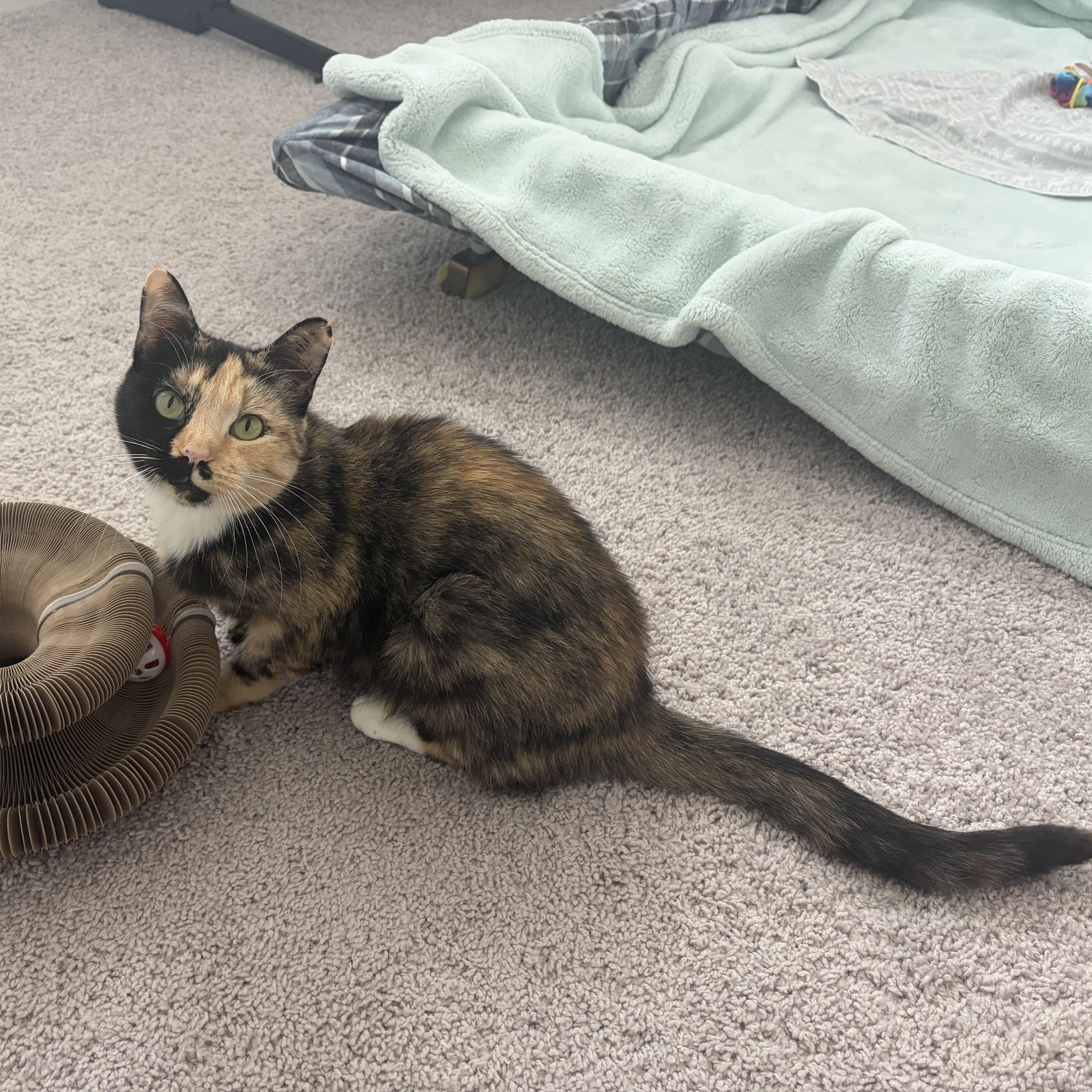 Enlarge Winnie, a Adoptable Tortoiseshell in Wilton, CA image 2/6