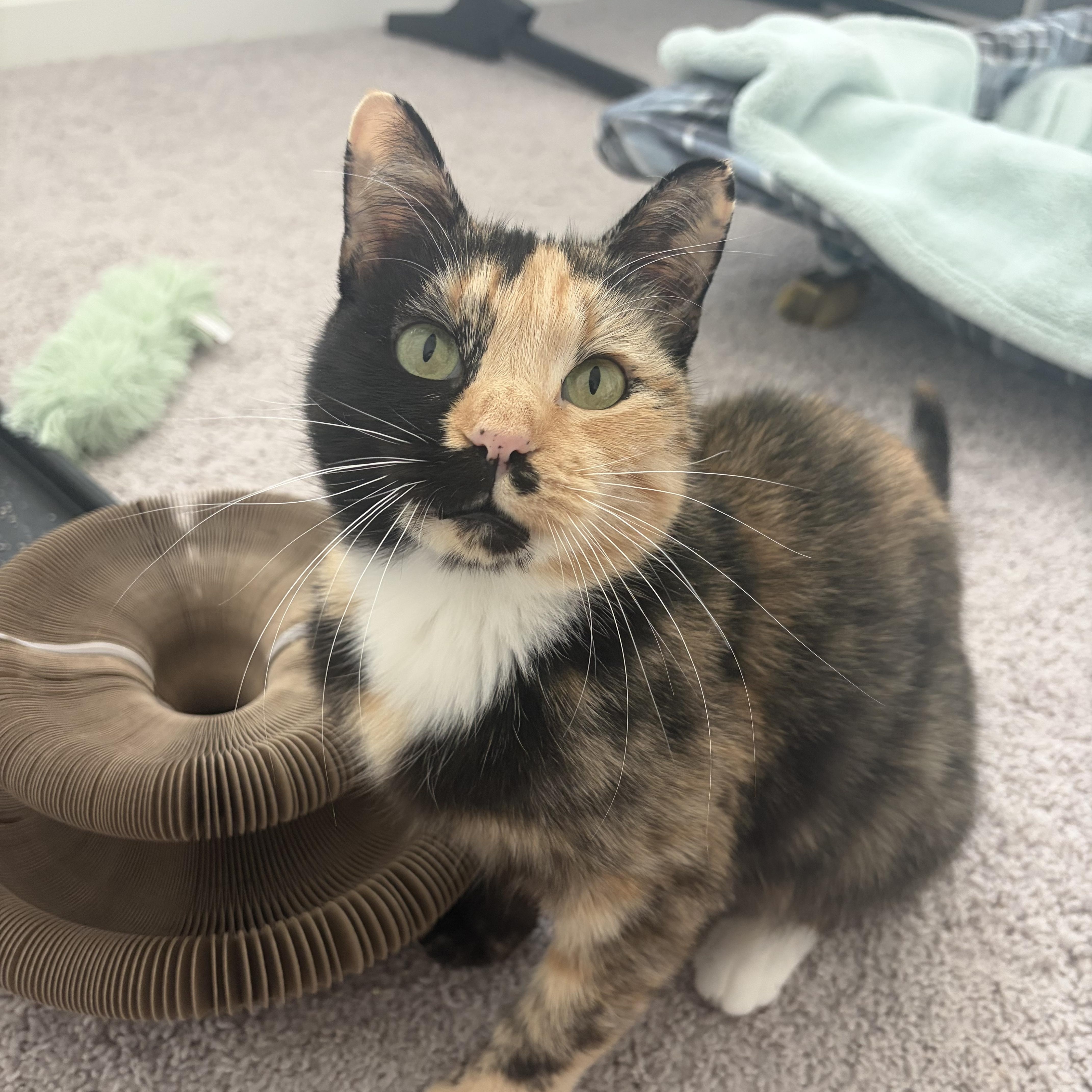 Enlarge Winnie, a Adoptable Tortoiseshell in Wilton, CA image 1/6