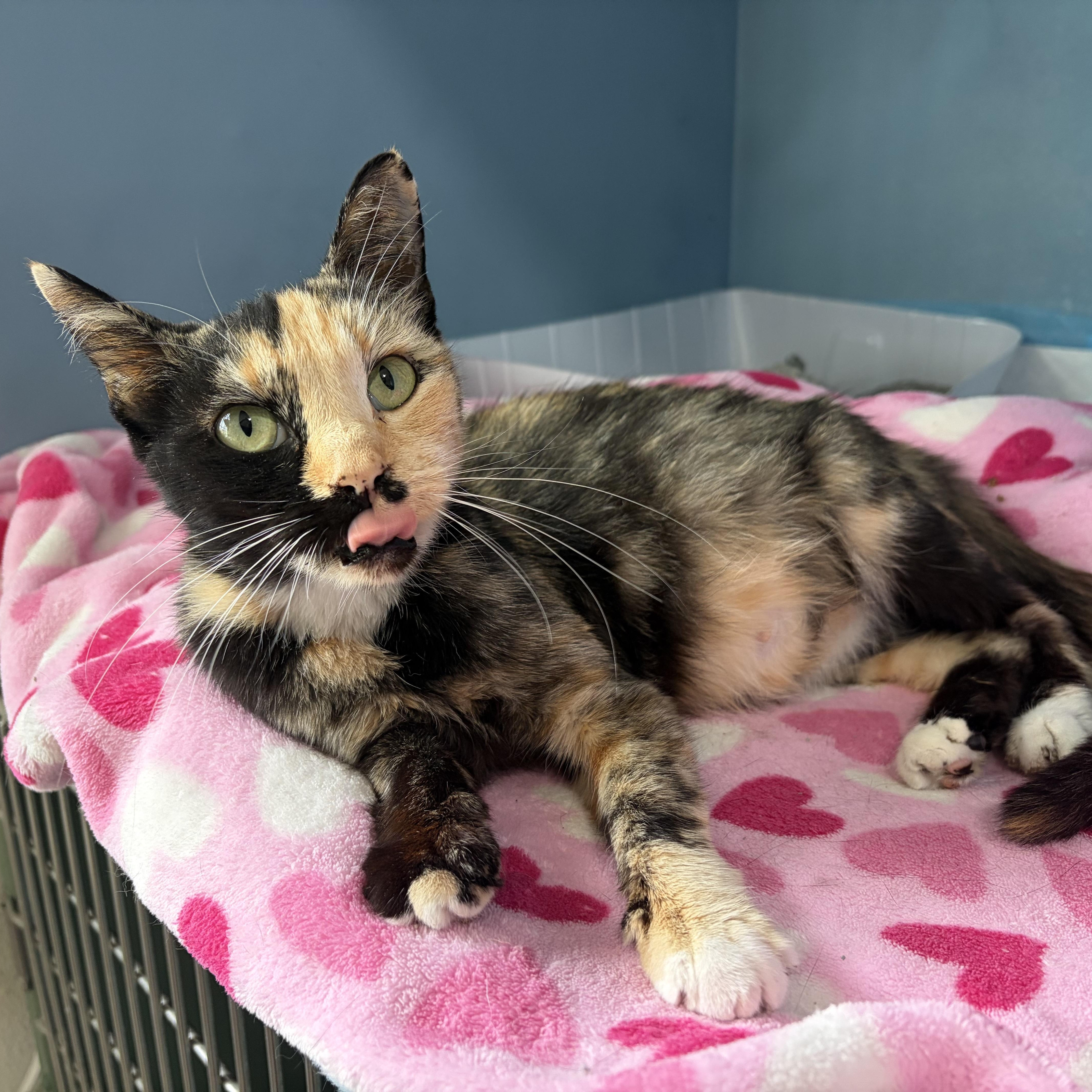 Enlarge Winnie, a Adoptable Tortoiseshell in Wilton, CA image 4/6