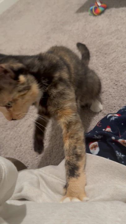 Enlarge Winnie, a Adoptable Tortoiseshell in Wilton, CA video 6/6
