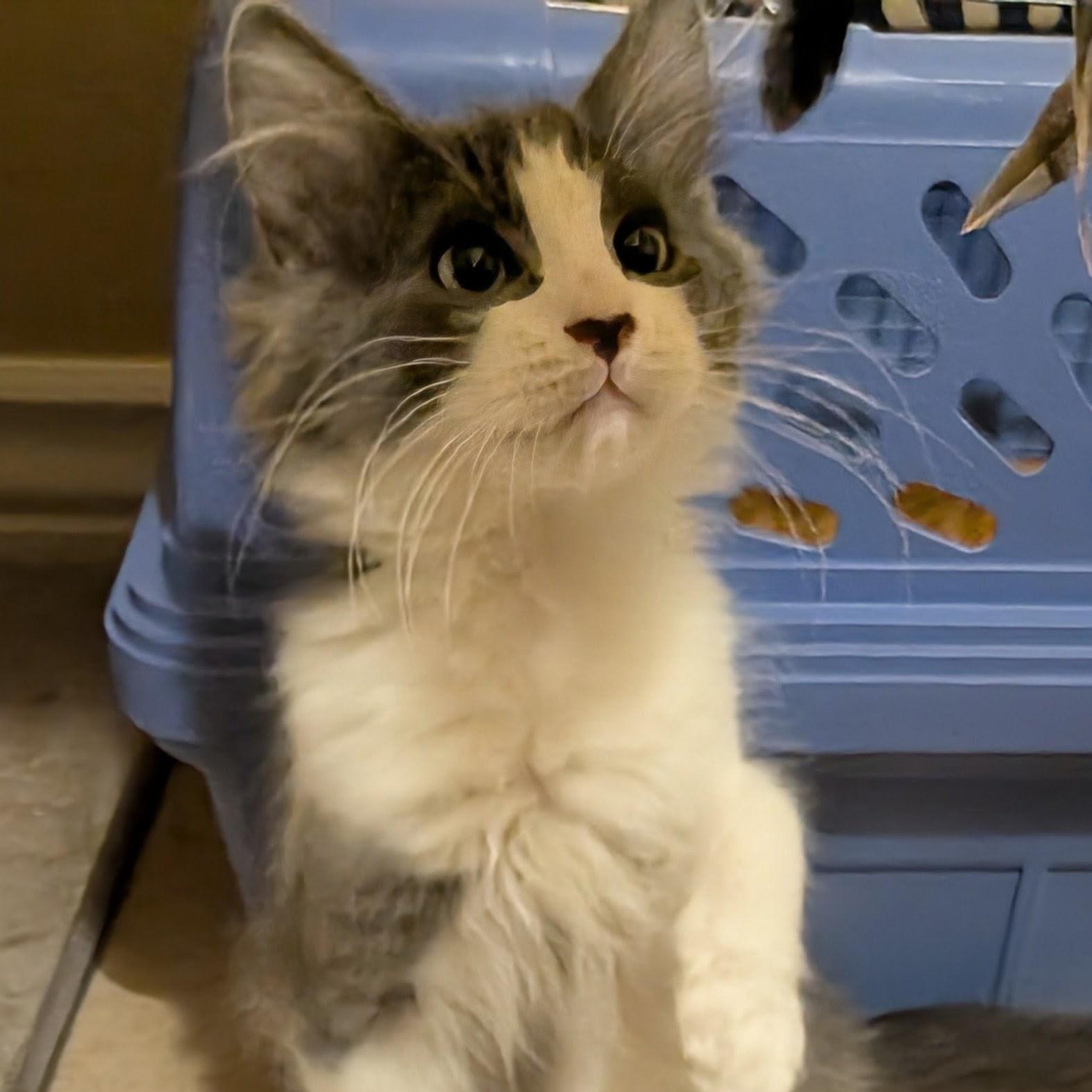 Hocus Pocus, adoptable, Kitten Male Domestic Medium Hair.