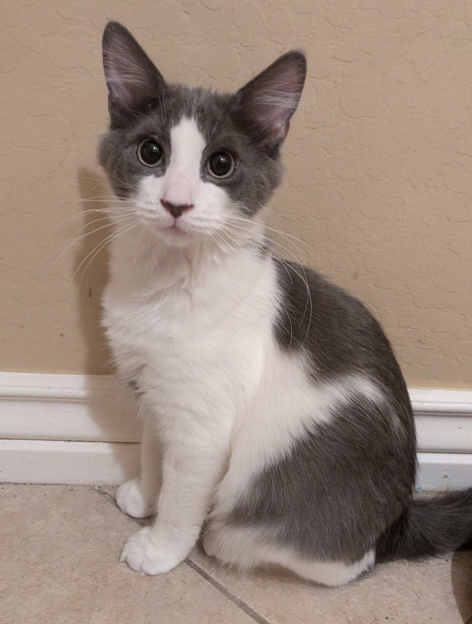 Hocus Pocus, an adoptable Domestic Medium Hair in Queen Creek, AZ image 2/6