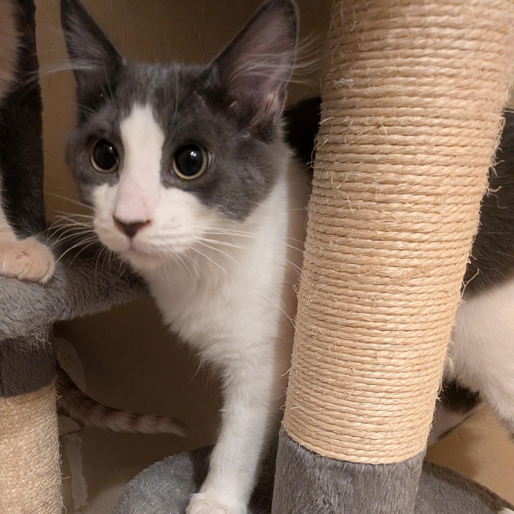 Hocus Pocus, an adoptable Domestic Medium Hair in Queen Creek, AZ image 3/6