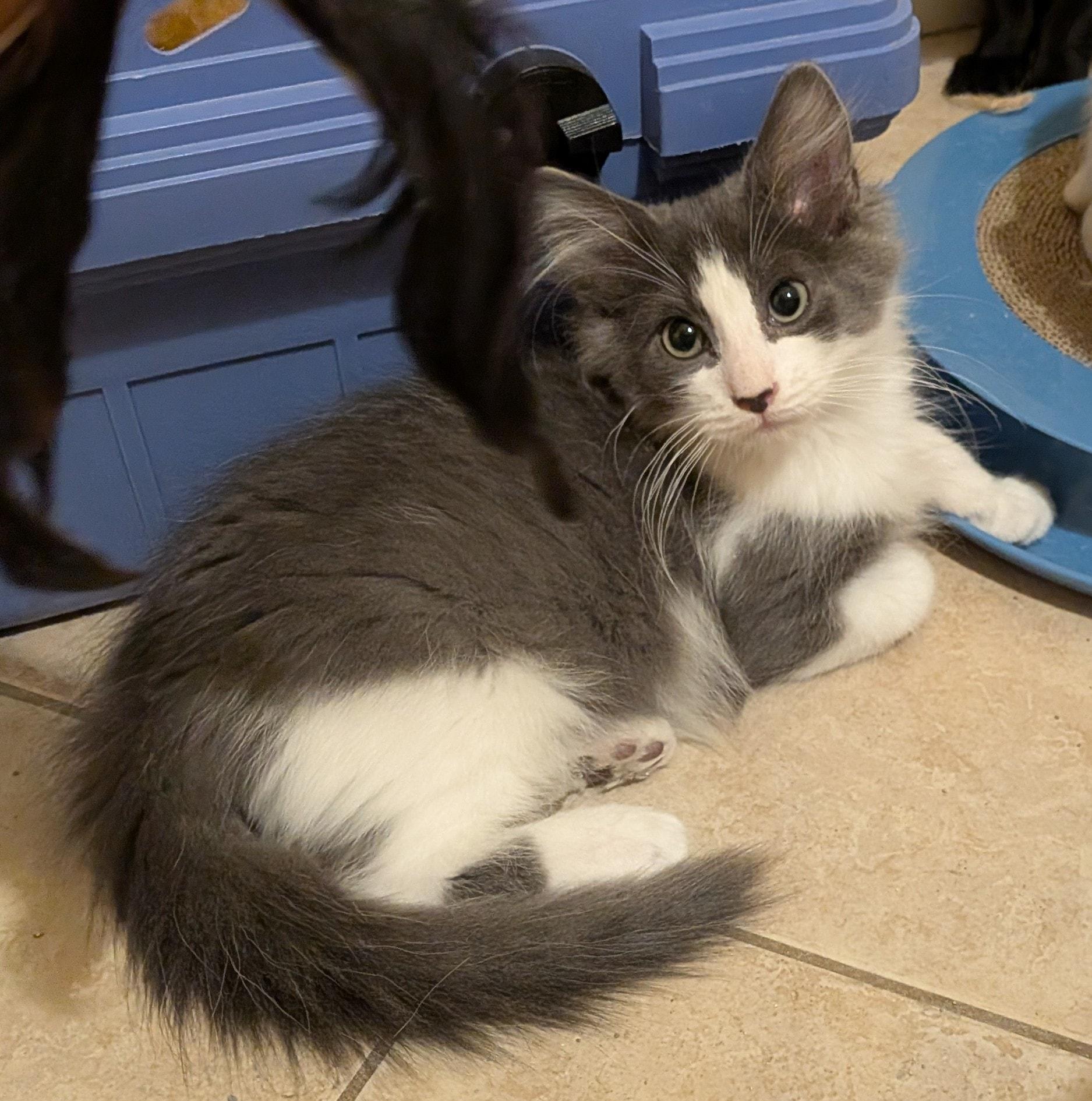 Hocus Pocus, an adoptable Domestic Medium Hair in Queen Creek, AZ image 5/6