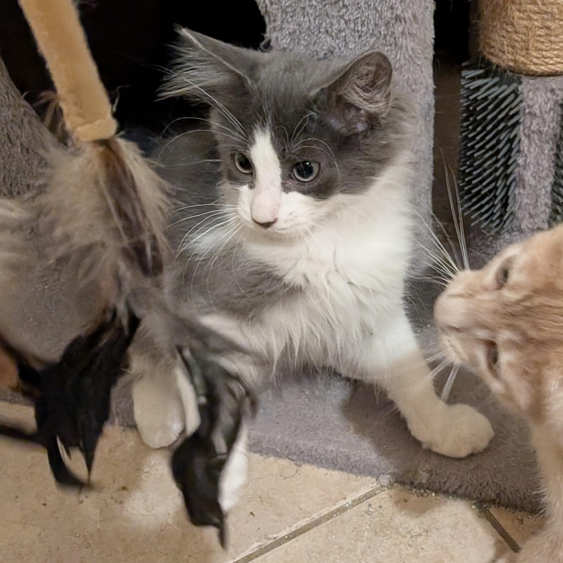 Hocus Pocus, an adoptable Domestic Medium Hair in Queen Creek, AZ image 6/6