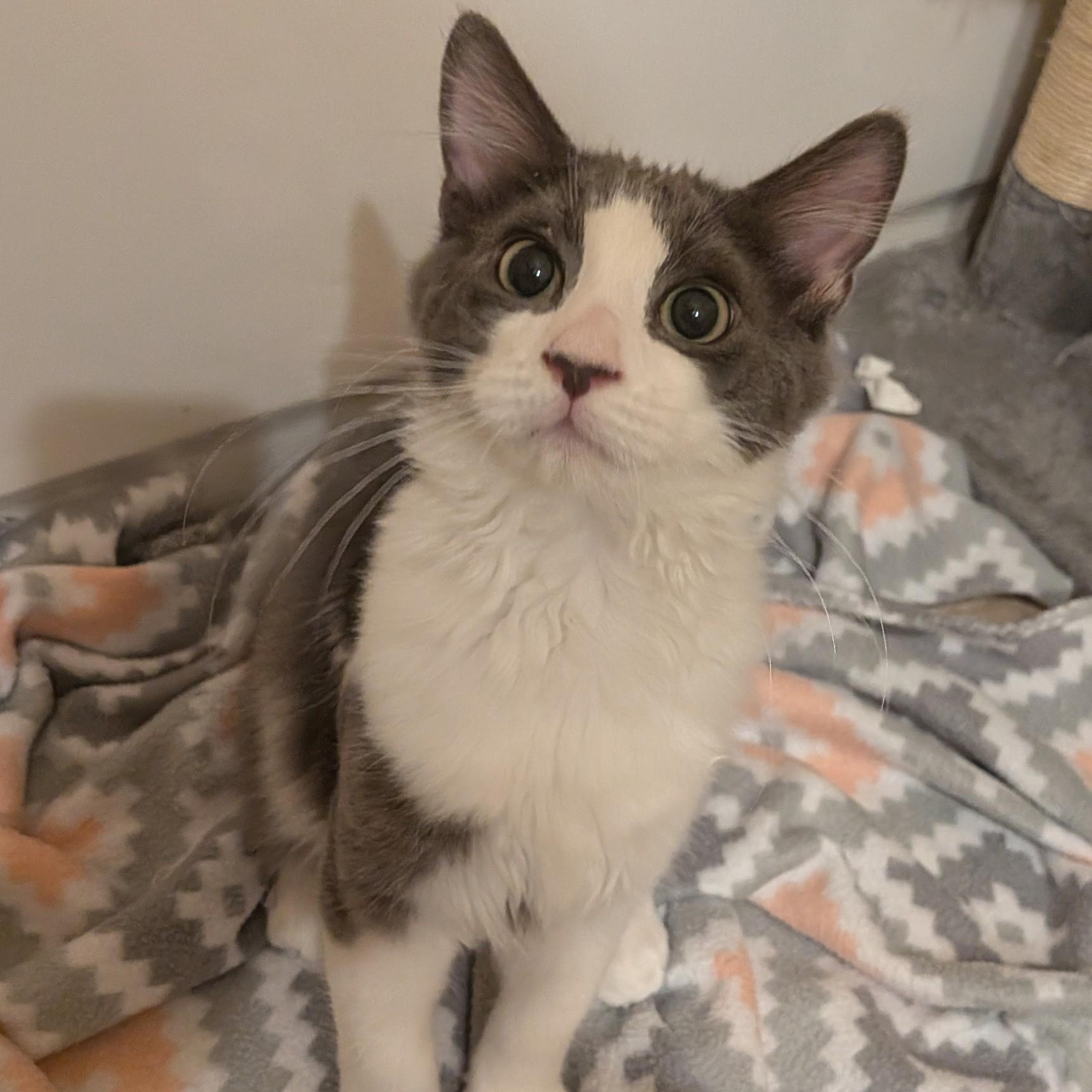 Hocus Pocus, an adoptable Domestic Medium Hair in Queen Creek, AZ image 4/6