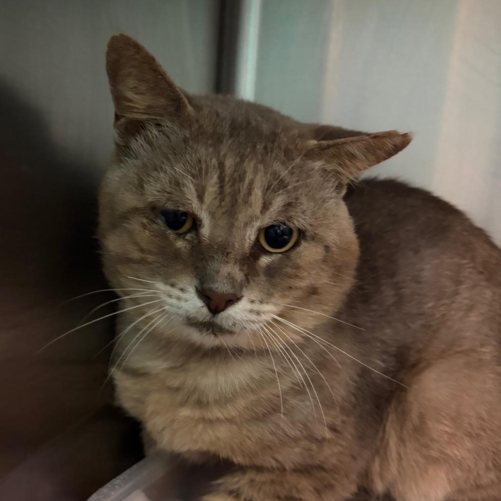 Cash, Adoptable, Adult Male American Shorthair.