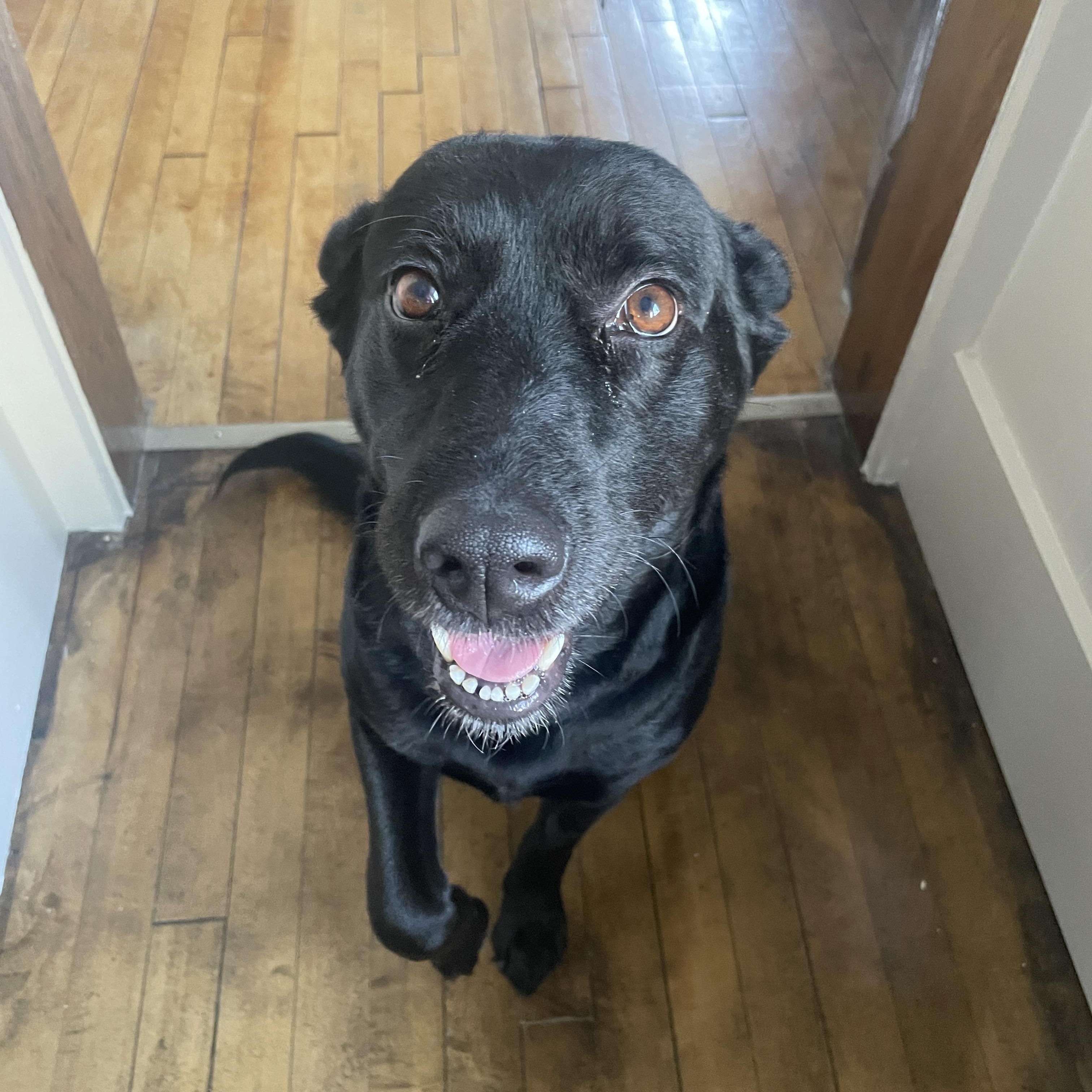 Echo, a Adoptable Black Labrador Retriever in Minnetonka, MN image 2/6
