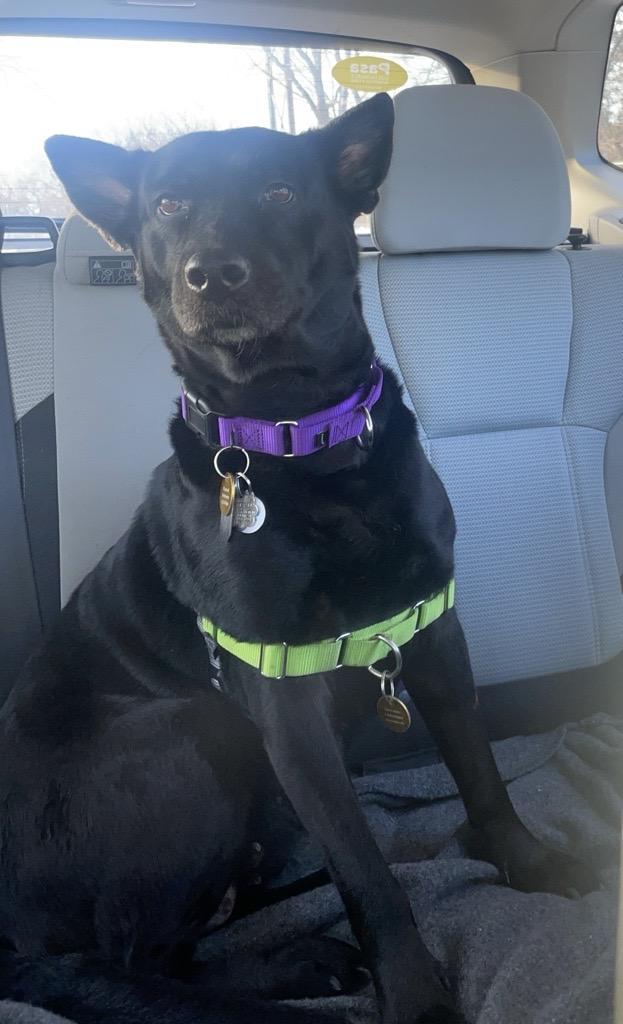 Echo, a Adoptable Black Labrador Retriever in Minnetonka, MN image 3/6