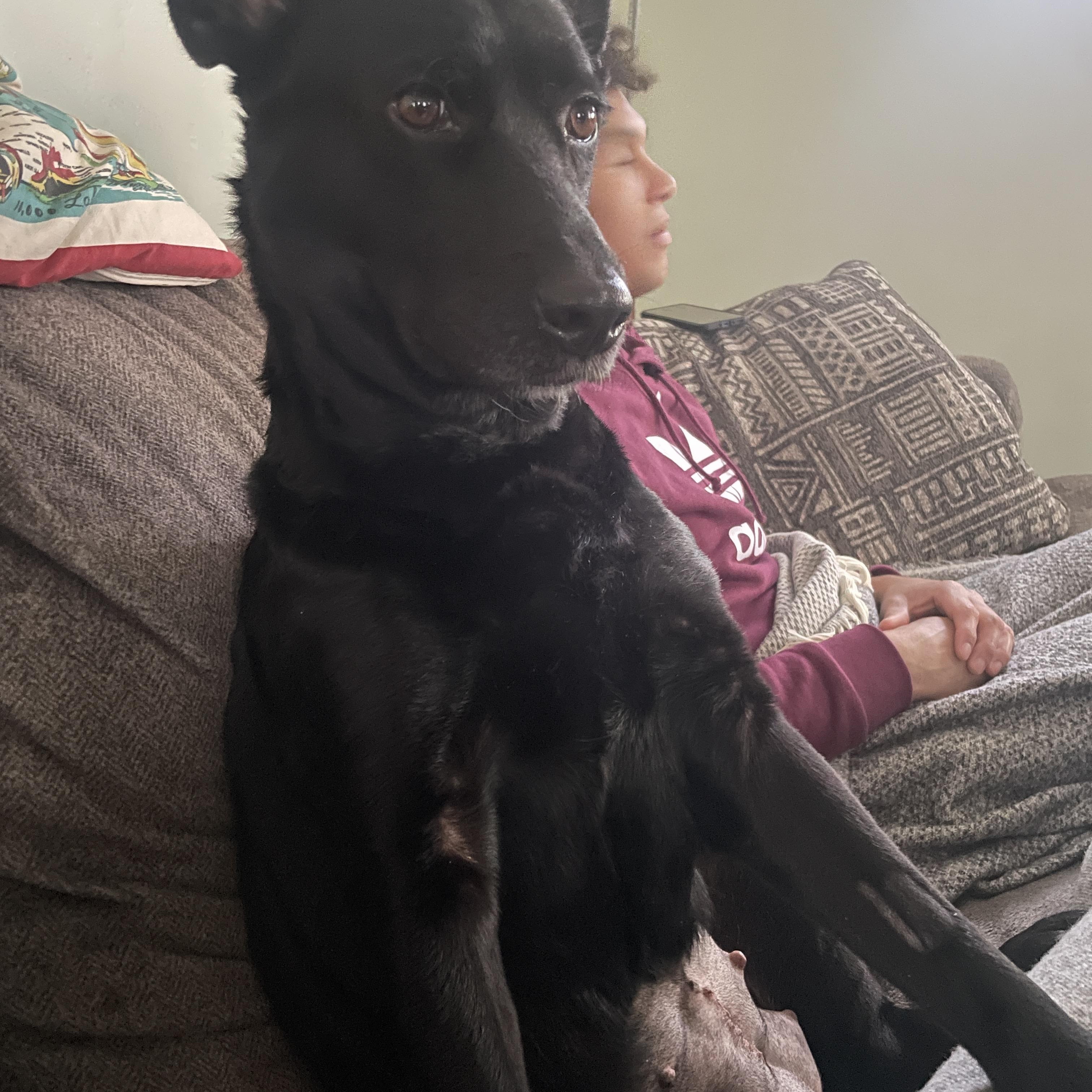 Echo, a Adoptable Black Labrador Retriever in Minnetonka, MN image 4/6