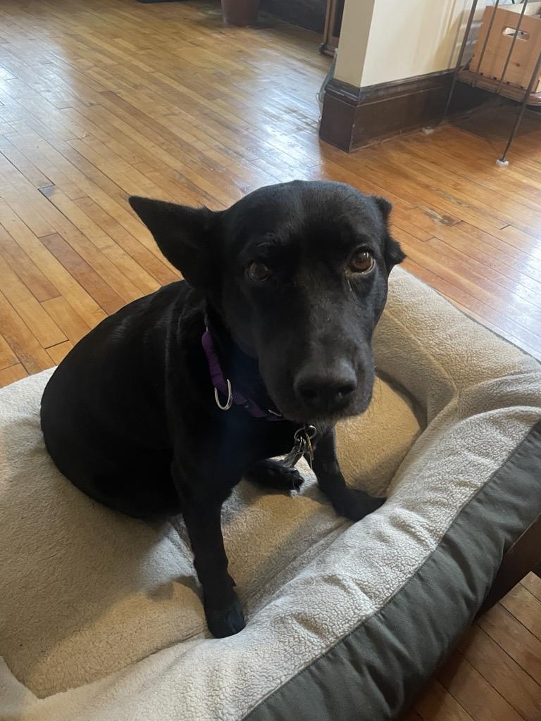 Echo, a Adoptable Black Labrador Retriever in Minnetonka, MN image 6/6