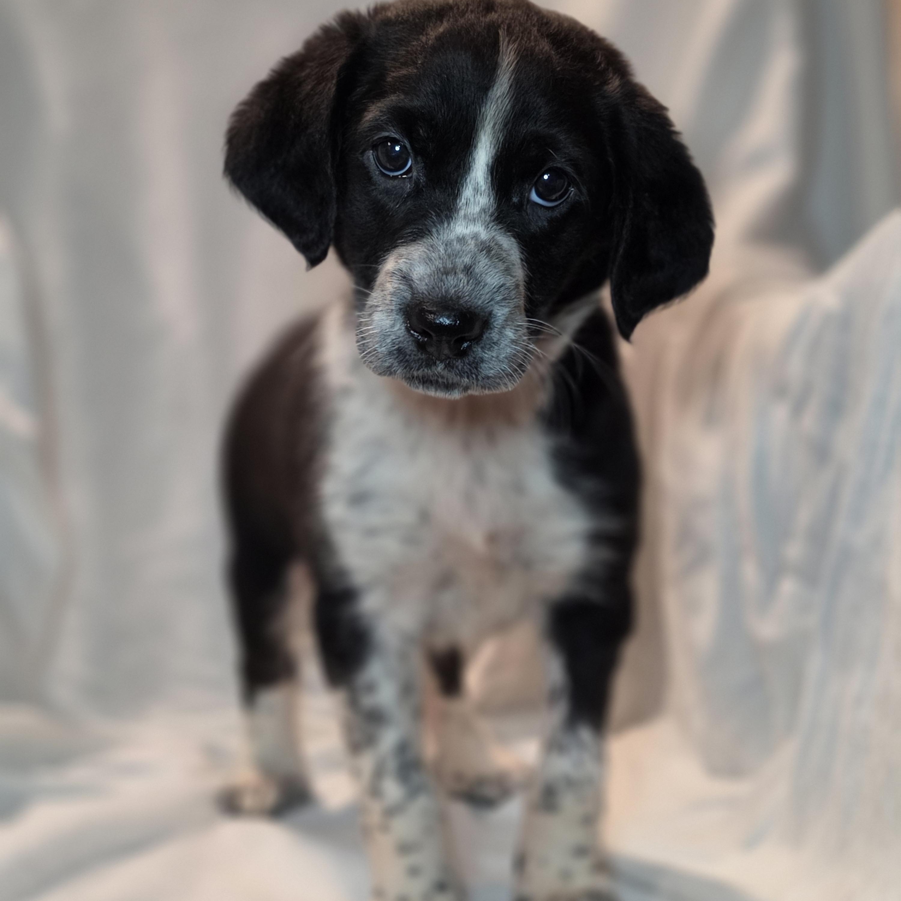 Sloane, an adopted mixed breed in Blairstown, NJ image 3/6