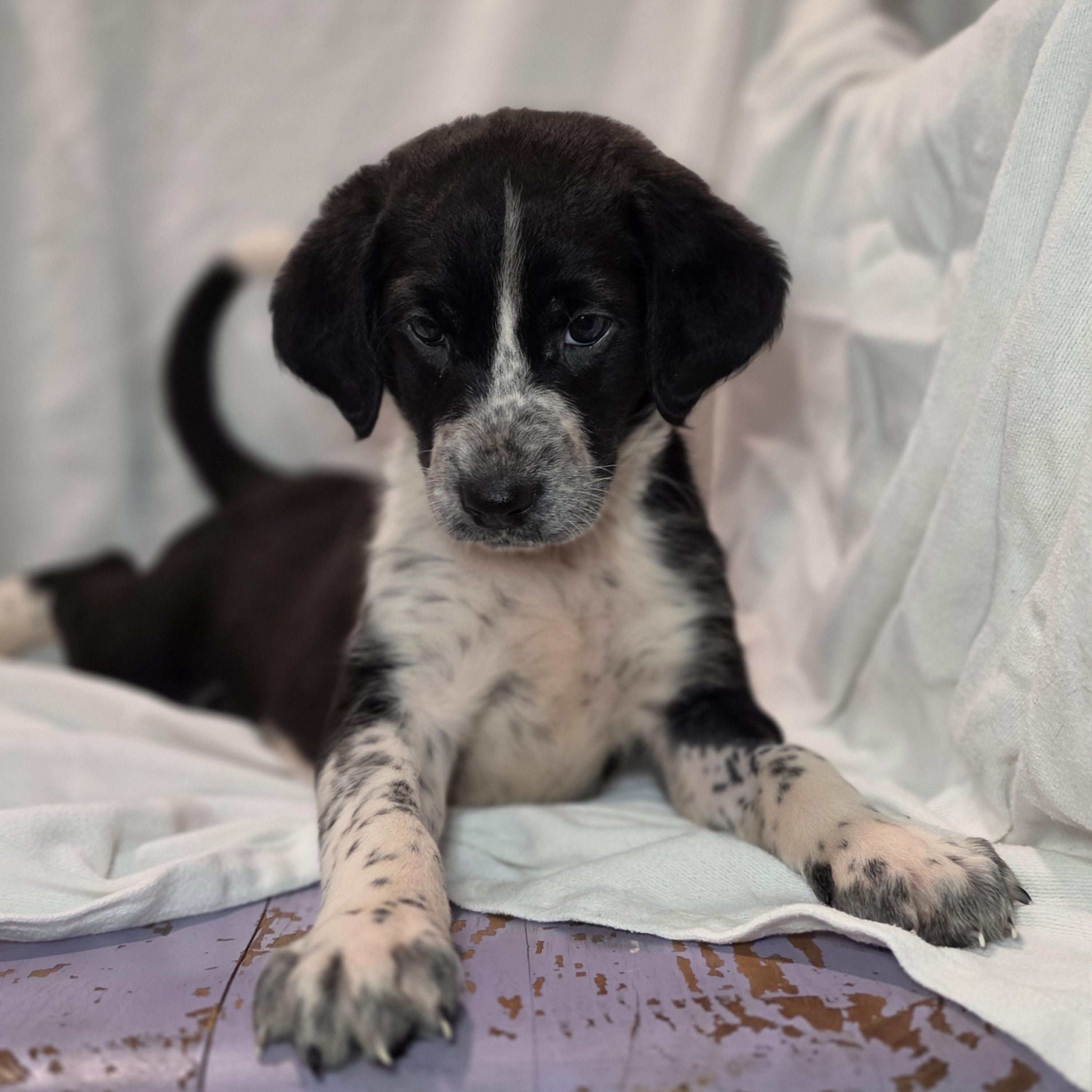 Sloane, an adopted mixed breed in Blairstown, NJ image 2/6