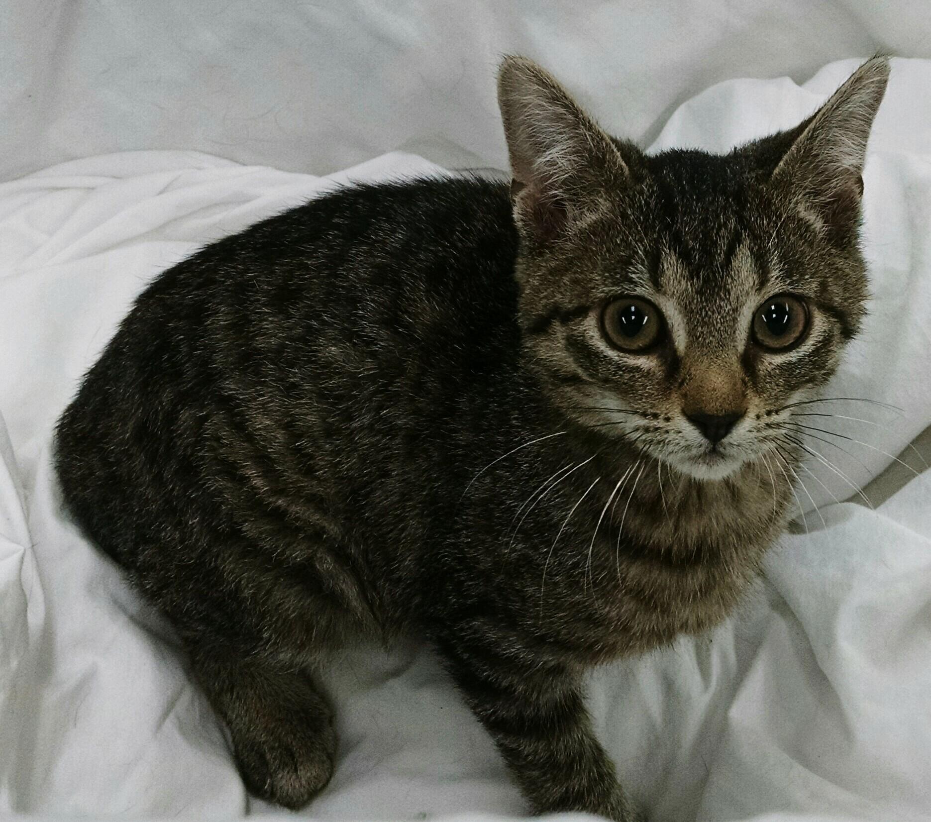 Gretchen, Adoptable, Adult Female Tiger & Domestic Short Hair.