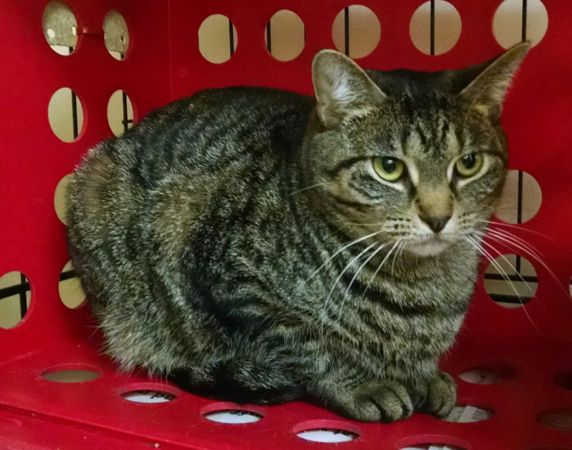 Enlarge Gretchen, a Adoptable mixed breed in Monticello, IL image 2/4