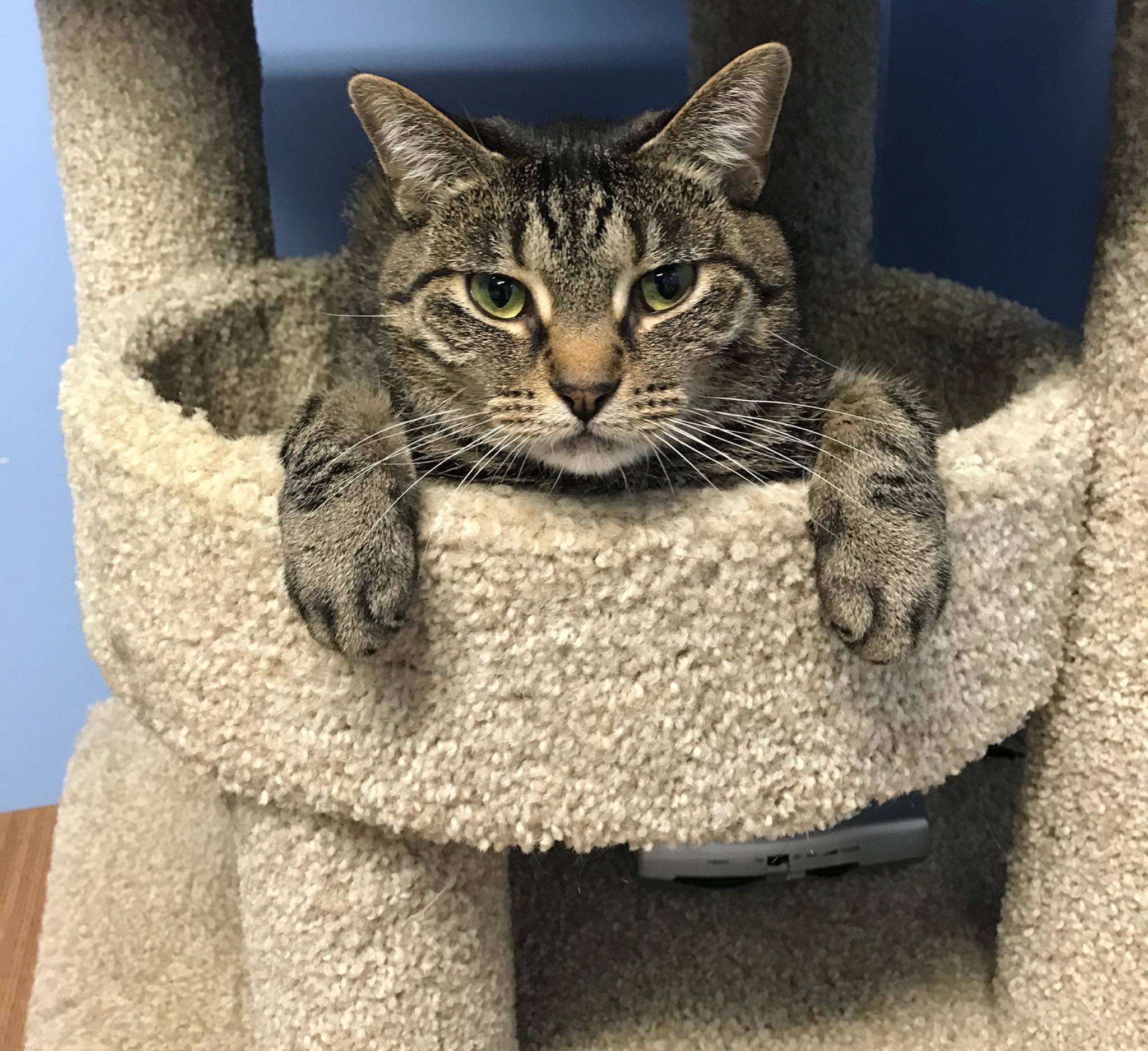 Enlarge Gretchen, a Adoptable mixed breed in Monticello, IL image 3/4