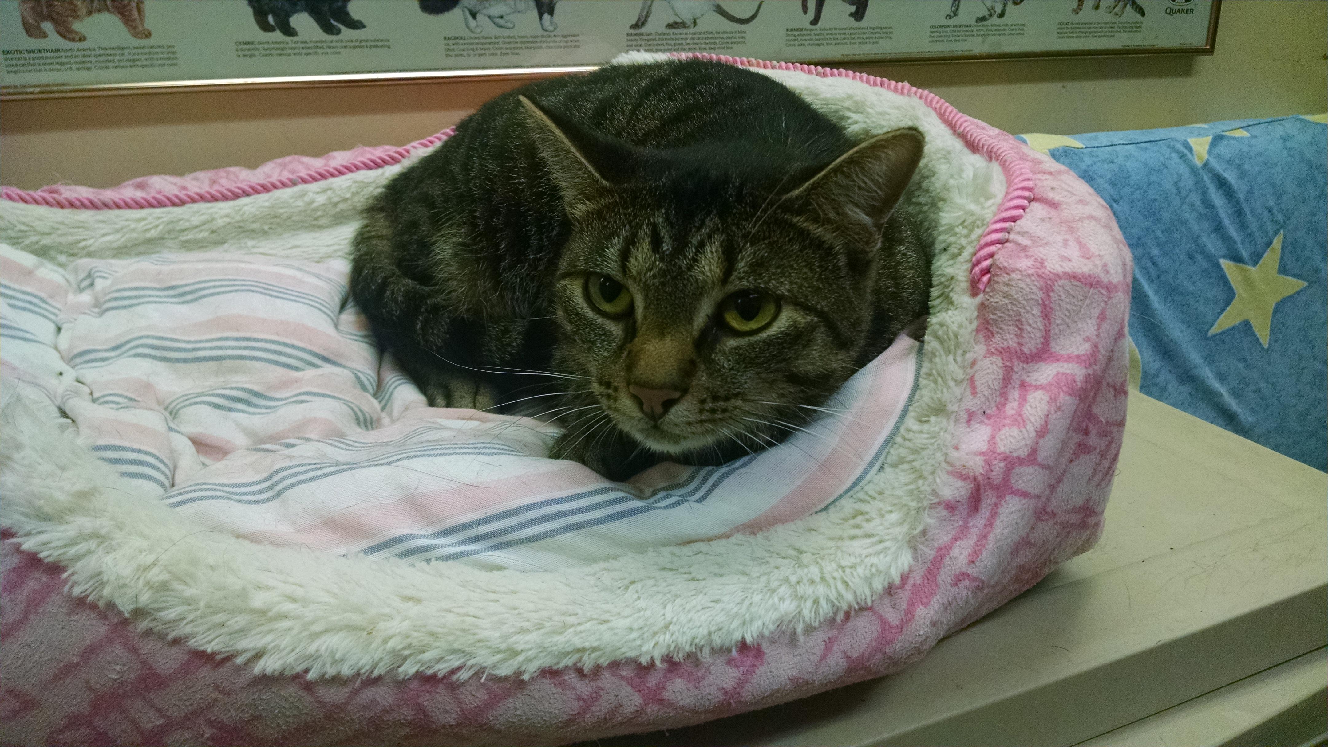 Enlarge Gretchen, a Adoptable mixed breed in Monticello, IL image 4/4