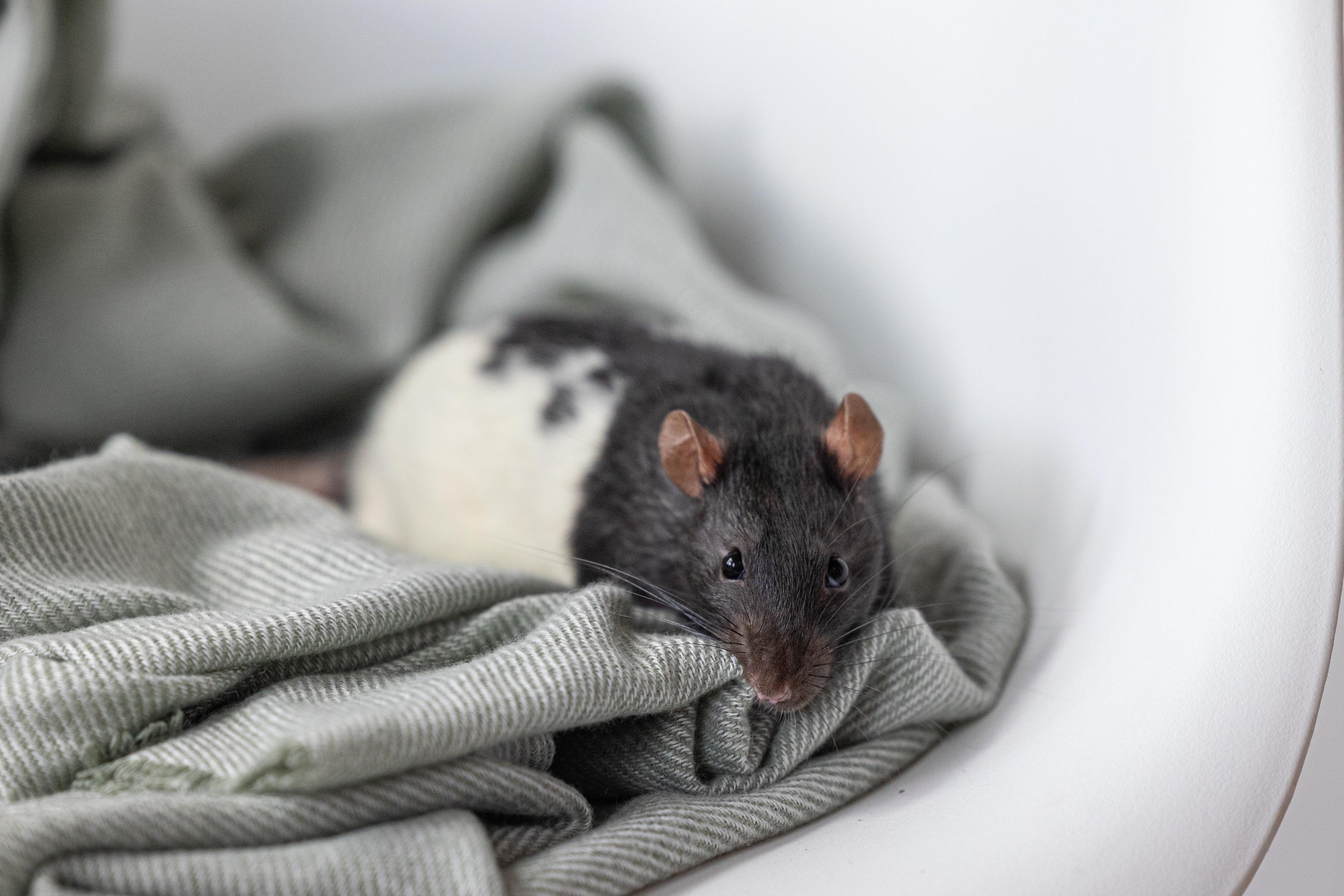 Enlarge Thumper, a Adoptable Rat in Saint Paul, MN image 3/4