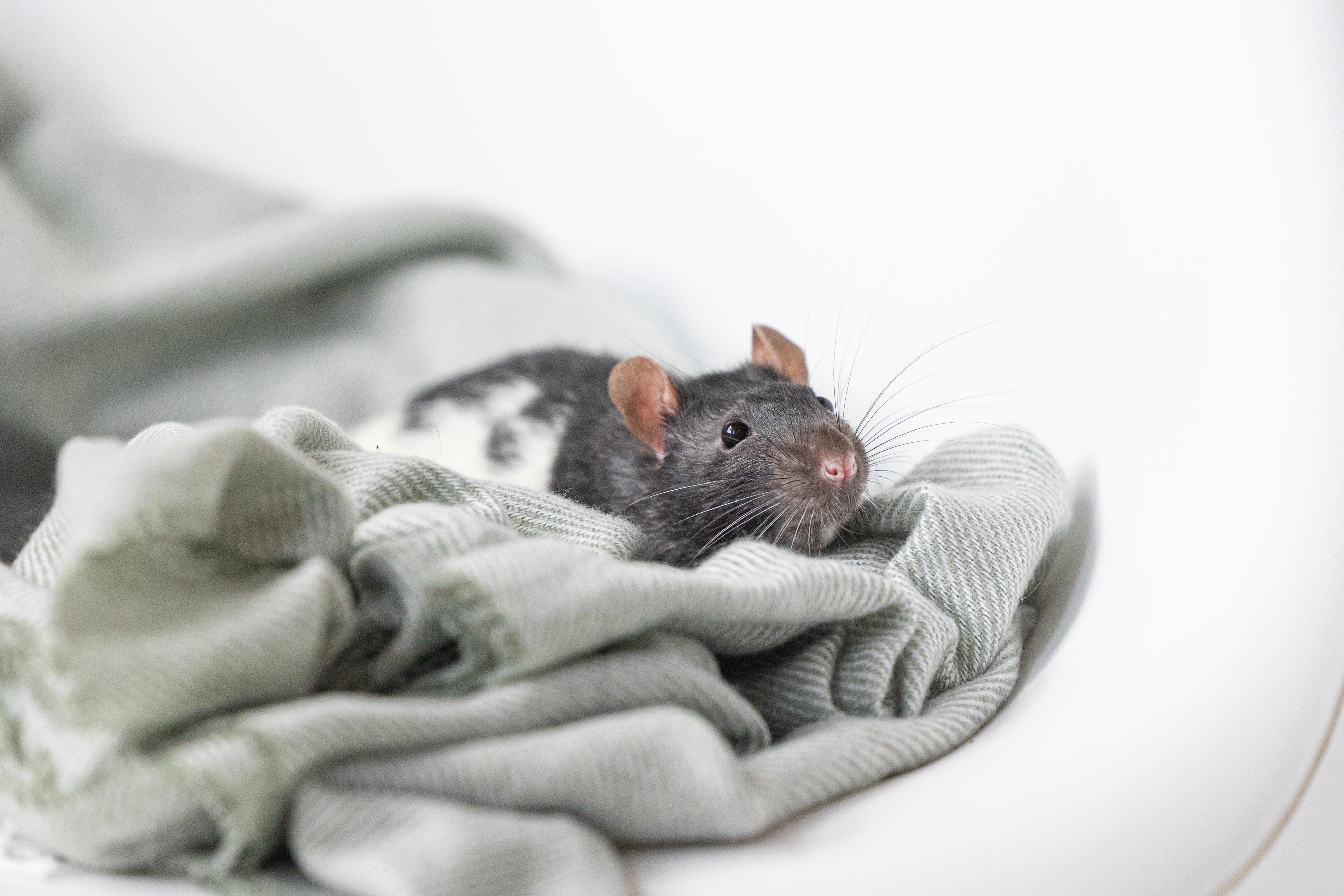 Enlarge Thumper, a Adoptable Rat in Saint Paul, MN image 4/4