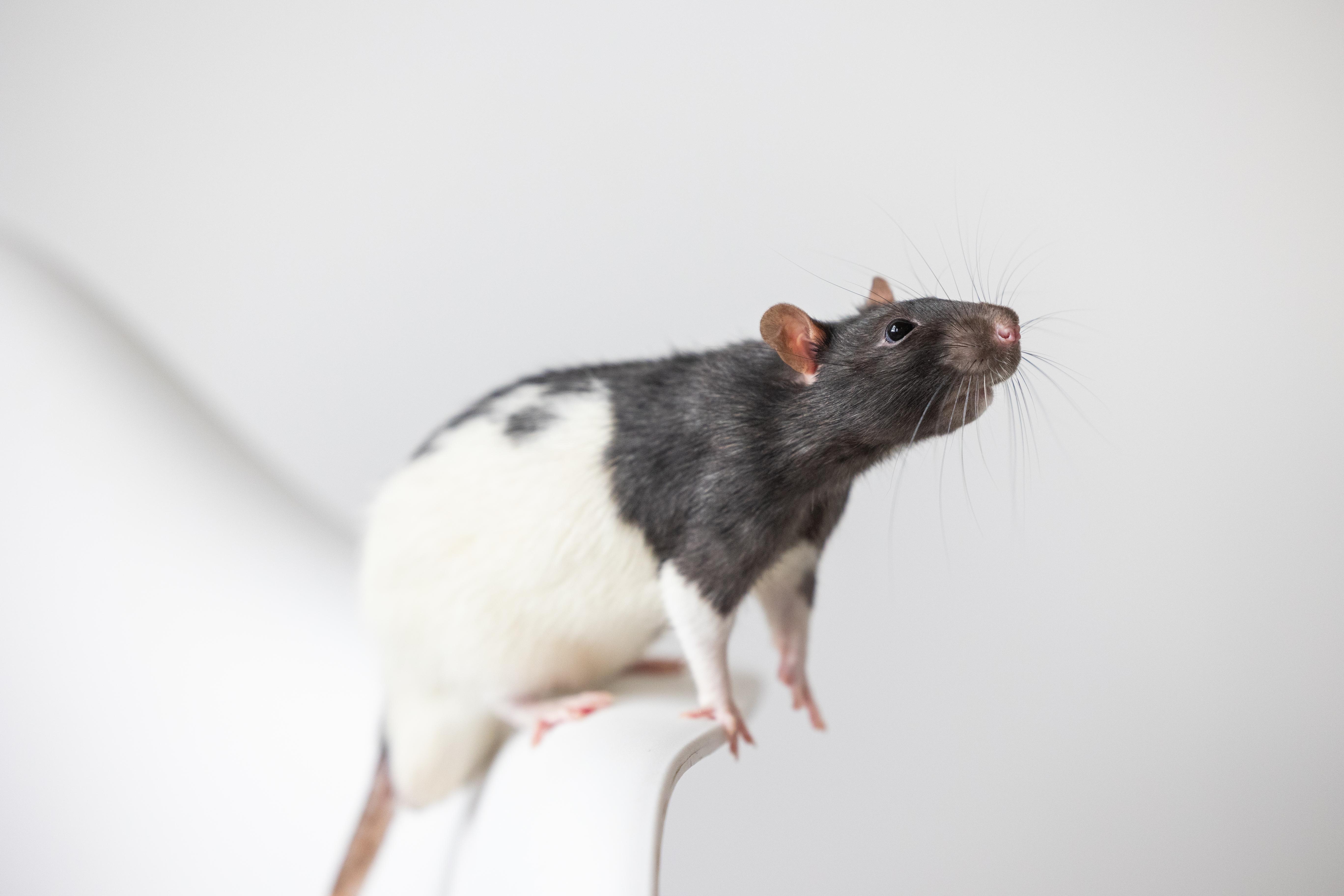 Thumper, Adoptable, Adult Male Rat.