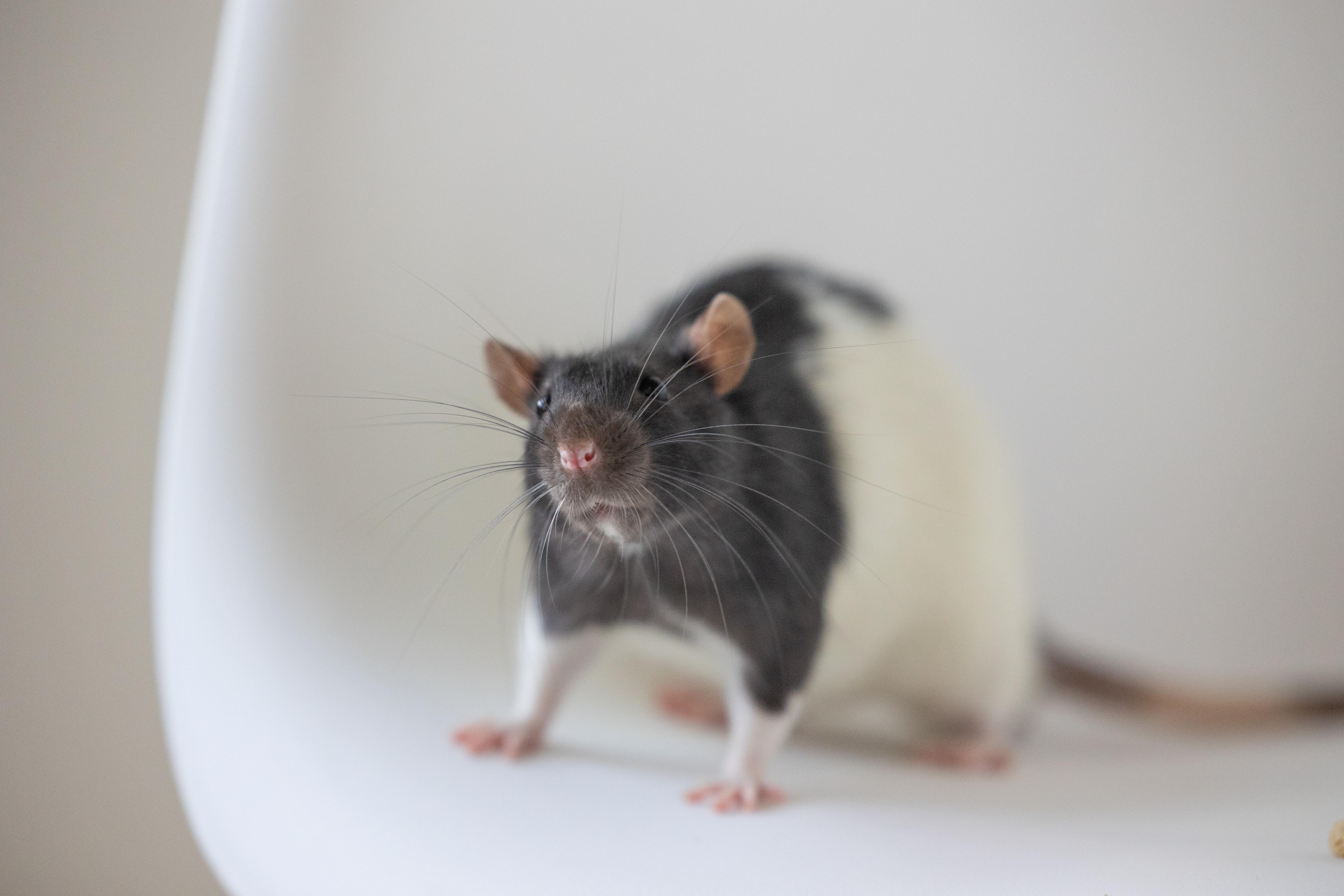 Enlarge Thumper, a Adoptable Rat in Saint Paul, MN image 2/4