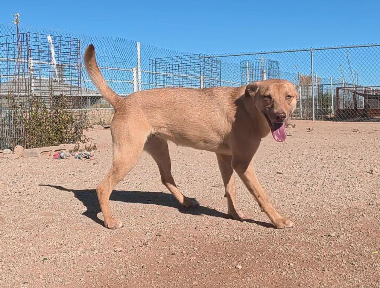Enlarge Shirley, a Adoptable mixed breed in Queen Creek, AZ image 1/3