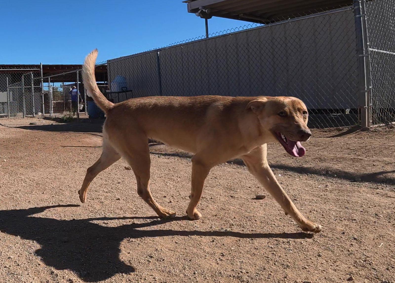 Enlarge Shirley, a Adoptable mixed breed in Queen Creek, AZ image 2/3