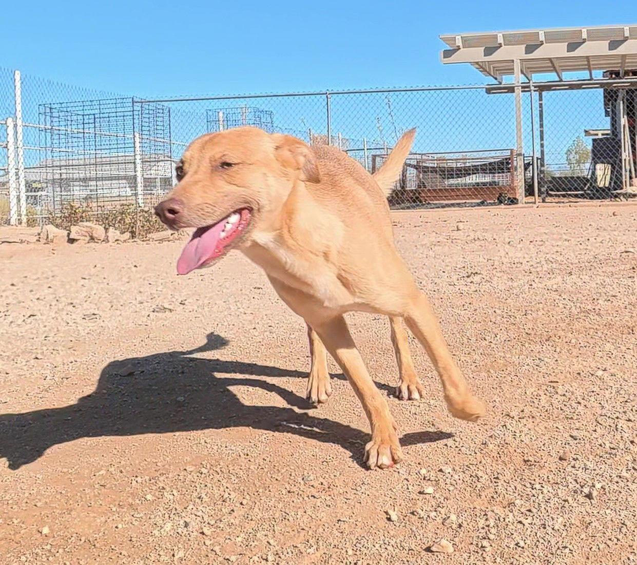 Enlarge Shirley, a Adoptable mixed breed in Queen Creek, AZ image 3/3