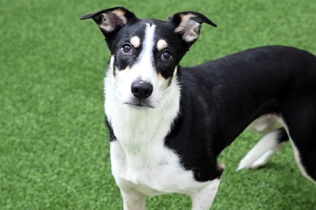 Enlarge SIMON, a Adoptable mixed breed in Fort Lauderdale, FL image 1/1