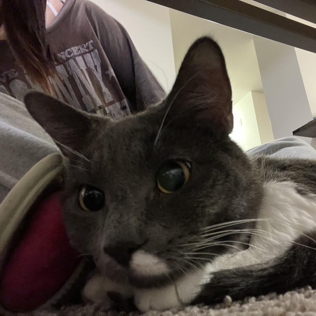 Fig, Adoptable, Adult Male Domestic Short Hair.