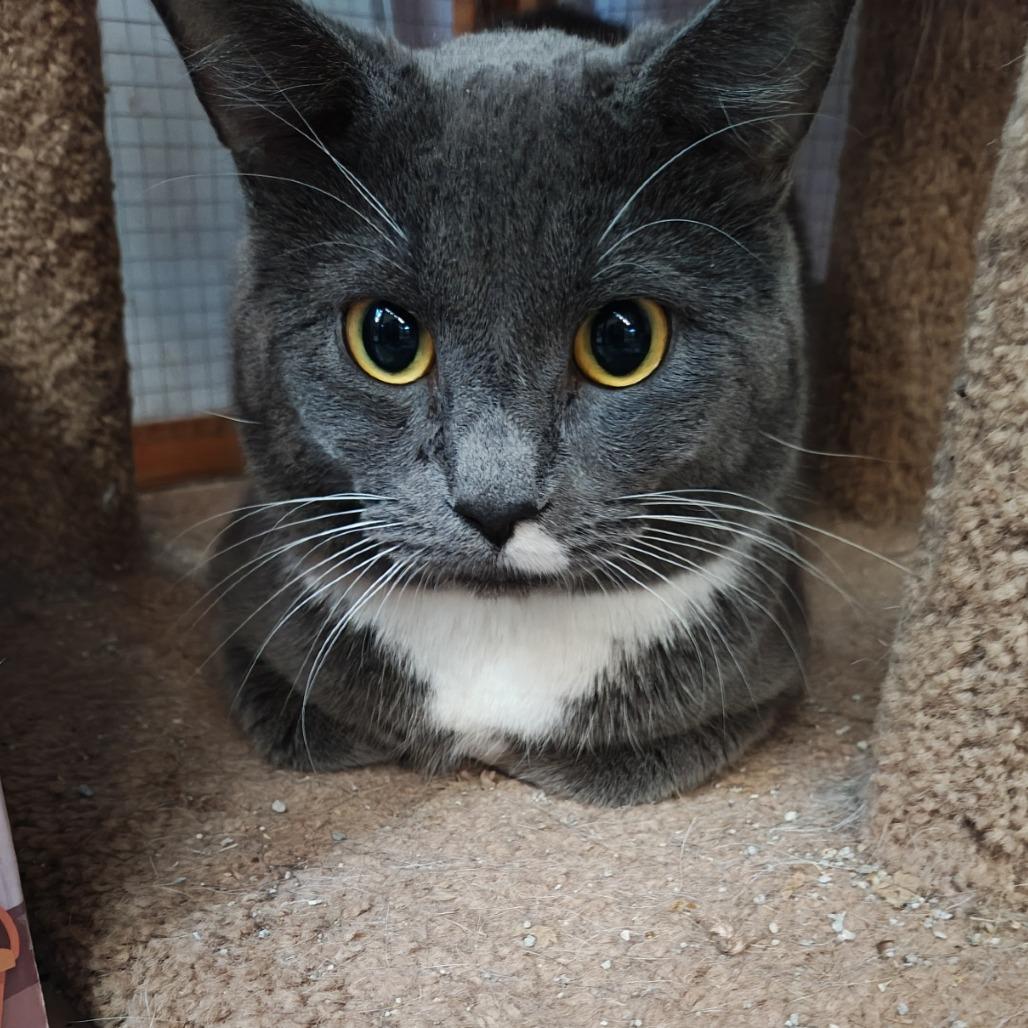 Fig, a Adoptable Domestic Short Hair in Madison, WI image 2/5