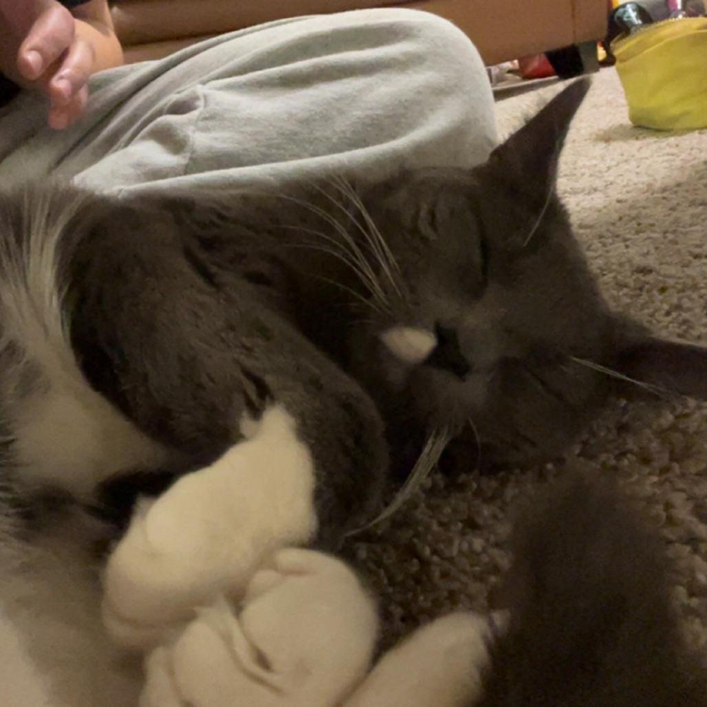 Fig, a Adoptable Domestic Short Hair in Madison, WI image 3/5