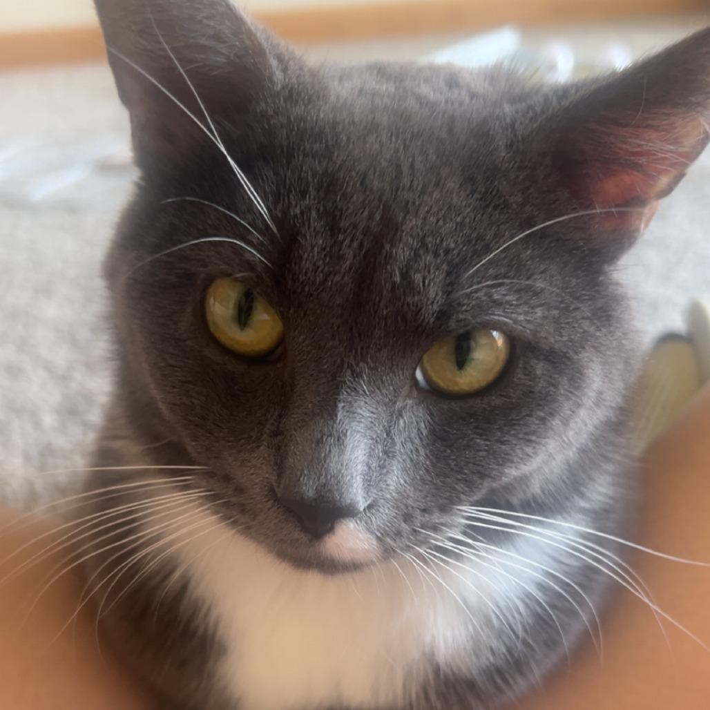 Fig, a Adoptable Domestic Short Hair in Madison, WI image 4/5