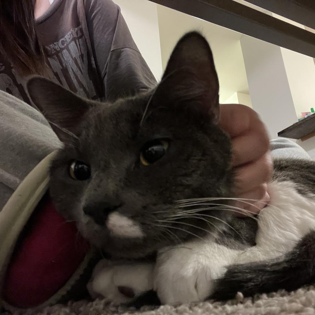 Fig, a Adoptable Domestic Short Hair in Madison, WI image 5/5