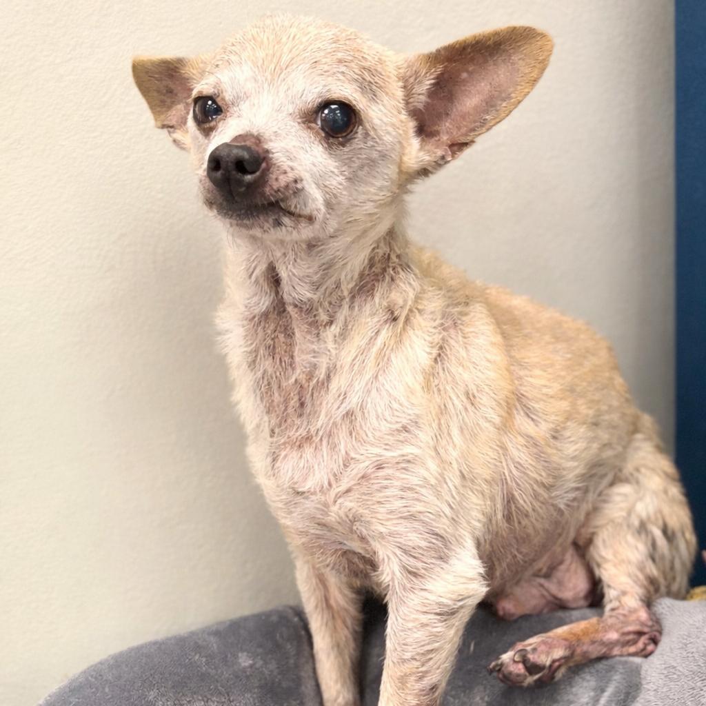 Little Guy, Adoptable, Senior Male Chihuahua & Mixed Breed.