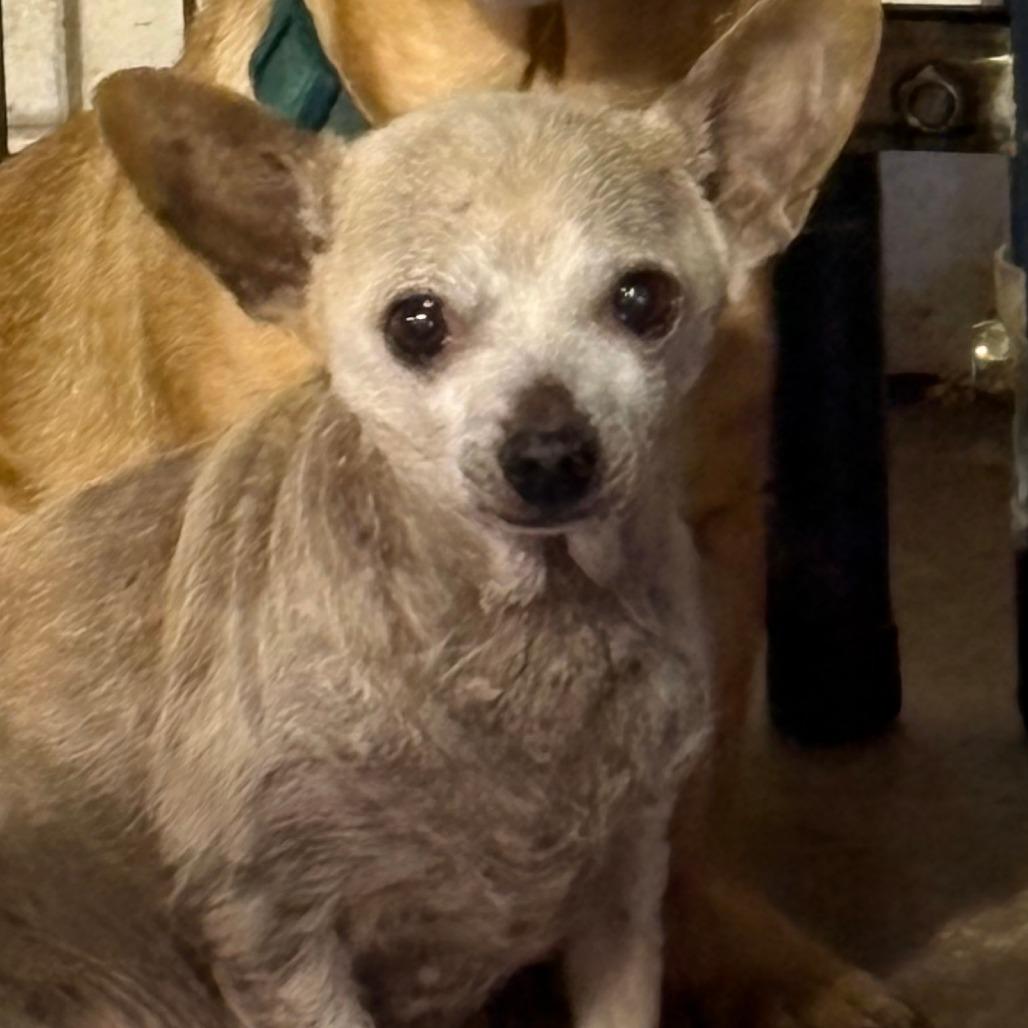 Little Guy, Adoptable, Senior Male Chihuahua & Mixed Breed.
