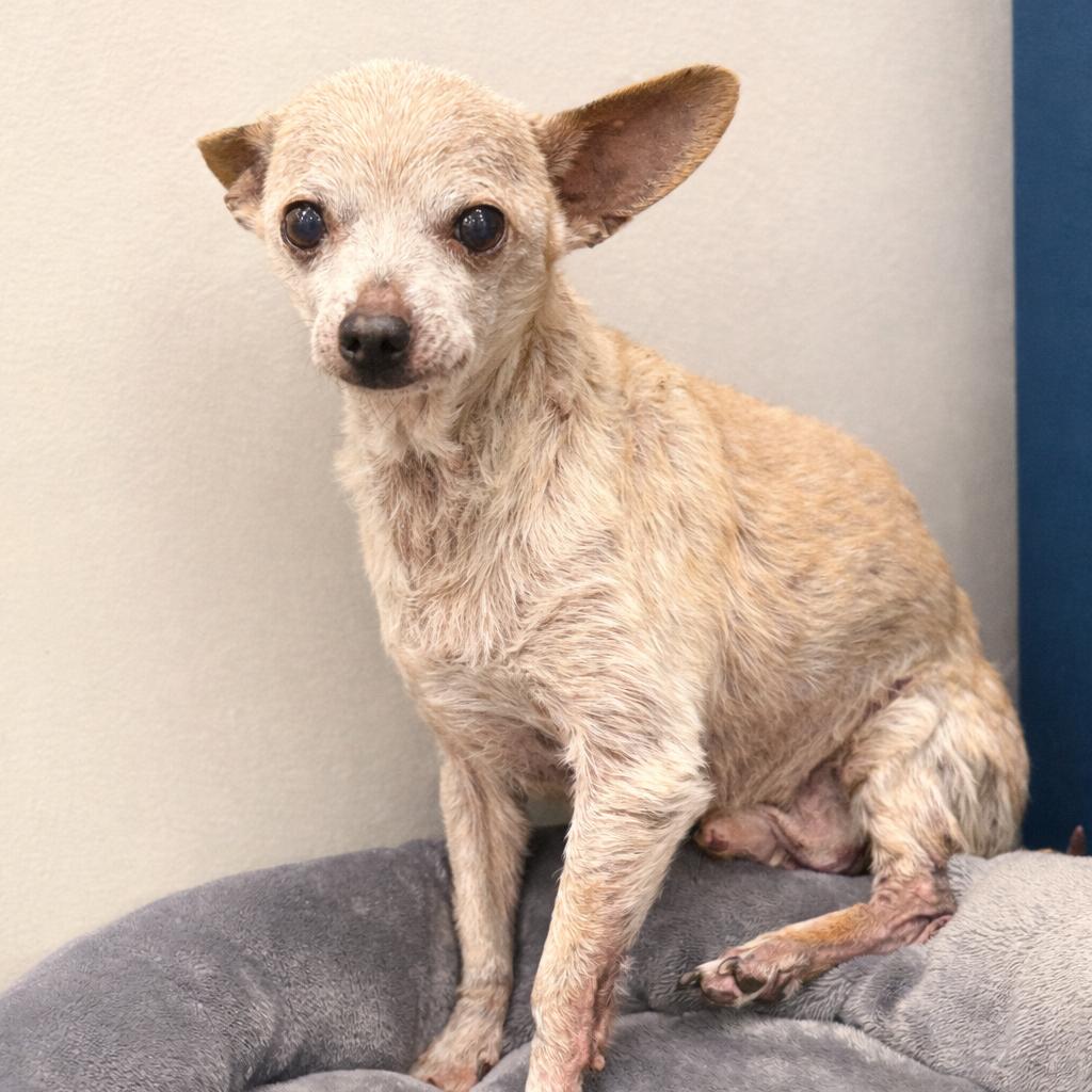 Enlarge Little Guy, a Adoptable mixed breed in Tulsa, OK image 3/4