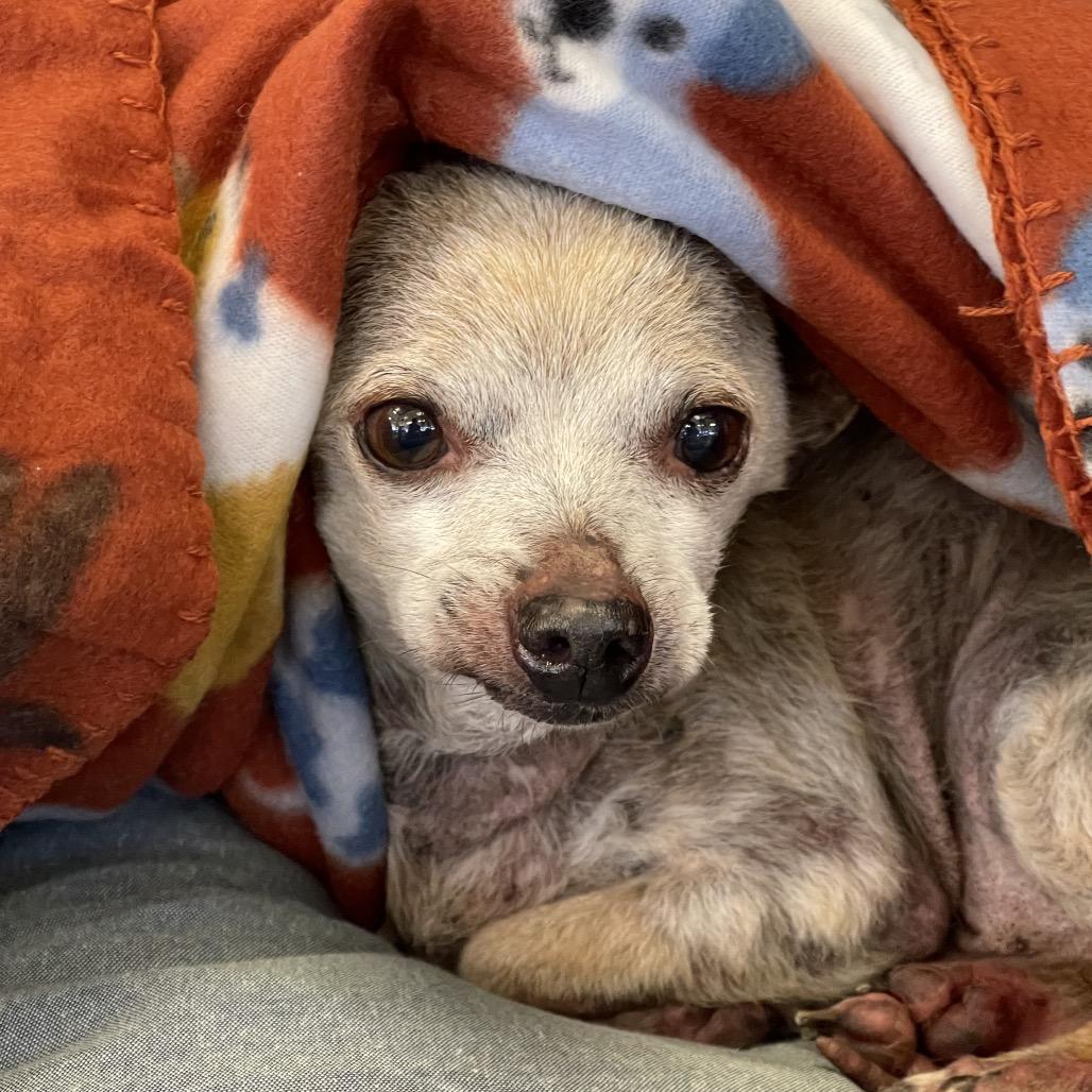 Little Guy, a Adoptable mixed breed in Tulsa, OK image 2/2