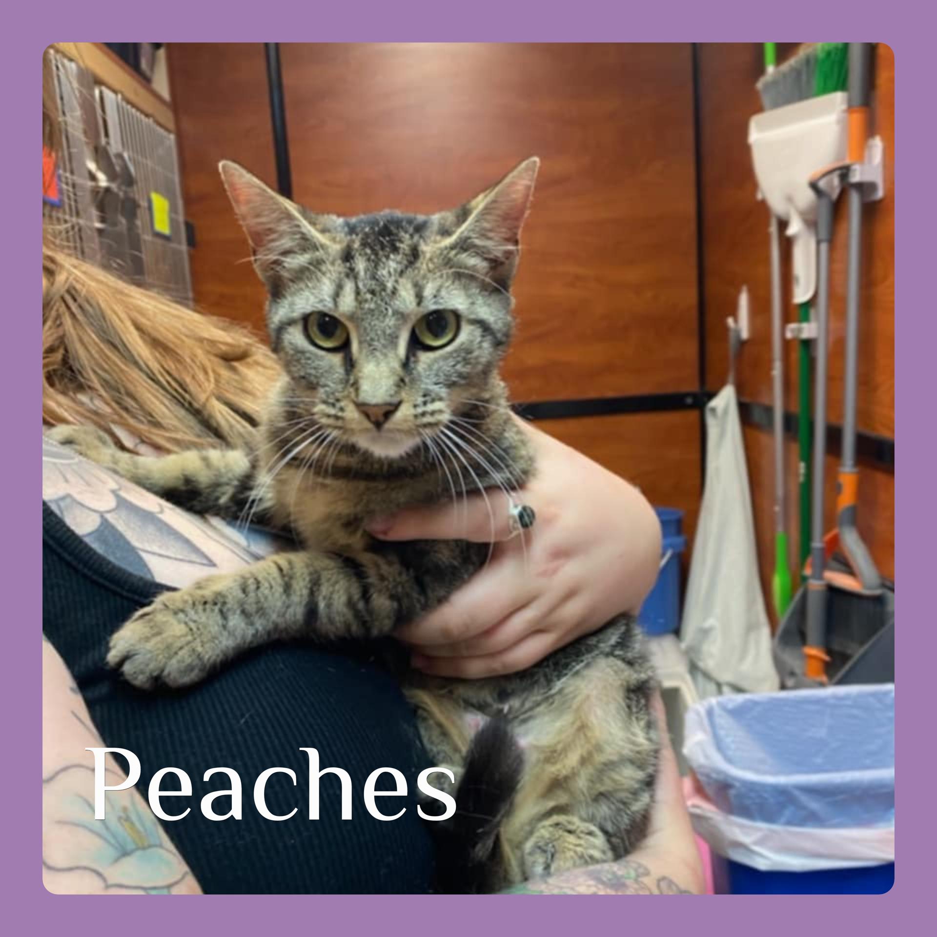 PEACHES, an adoptable Tabby in Lawton, OK, 73502 | Photo Image 1