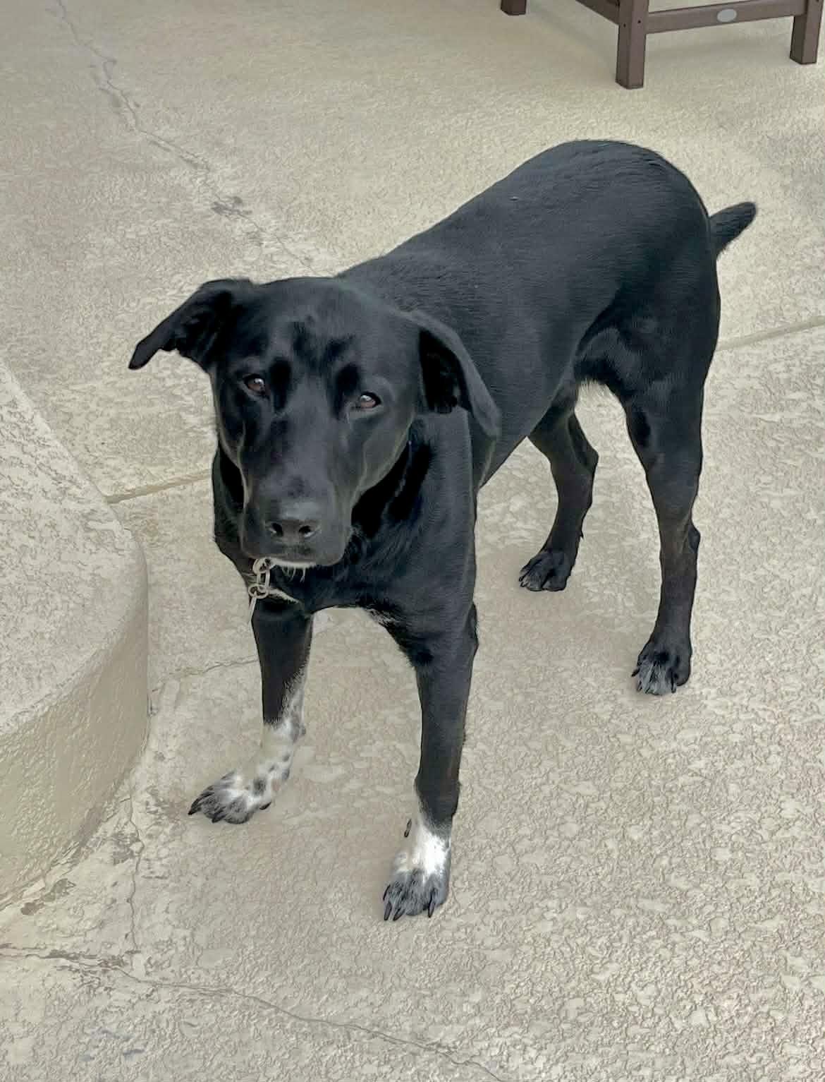 Daisy, a ADOPTABLE mixed breed in Lewisville, IN image 1/4