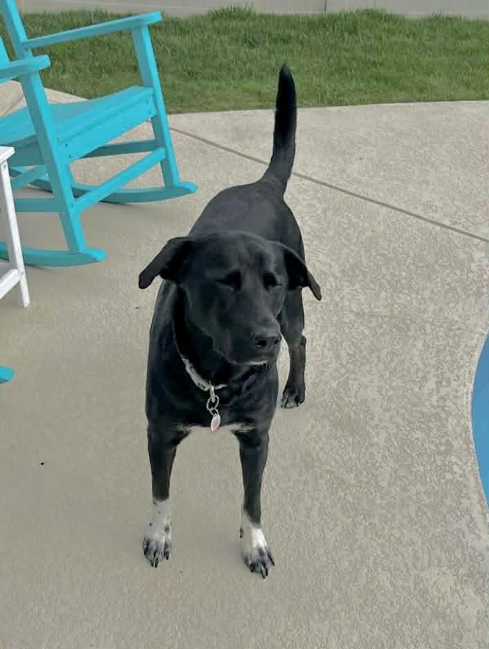 Daisy, a ADOPTABLE mixed breed in Lewisville, IN image 3/4